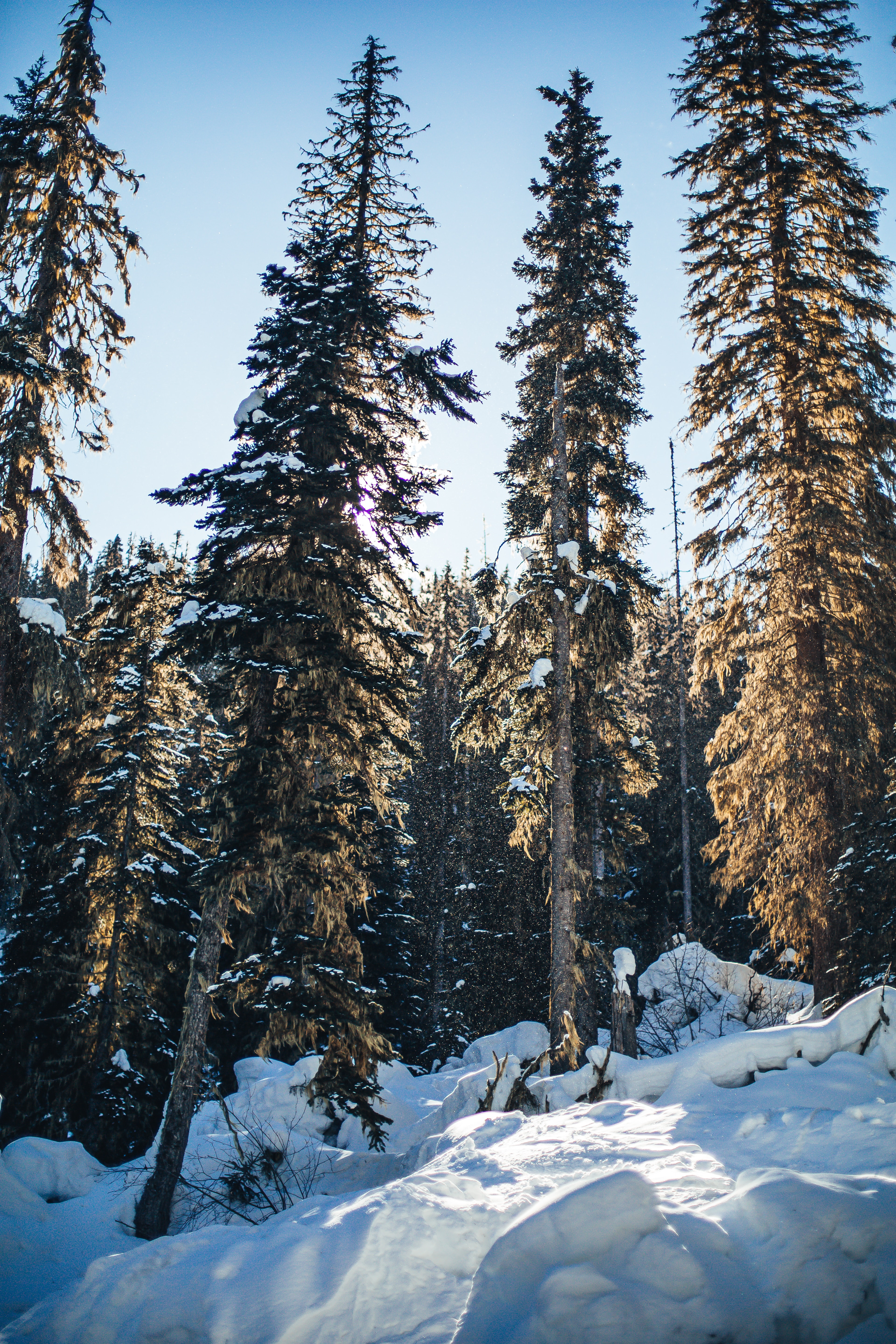 Laden Sie das Natur, Bäume, Kiefer, Wald, Schnee, Winter-Bild kostenlos auf Ihren PC-Desktop herunter