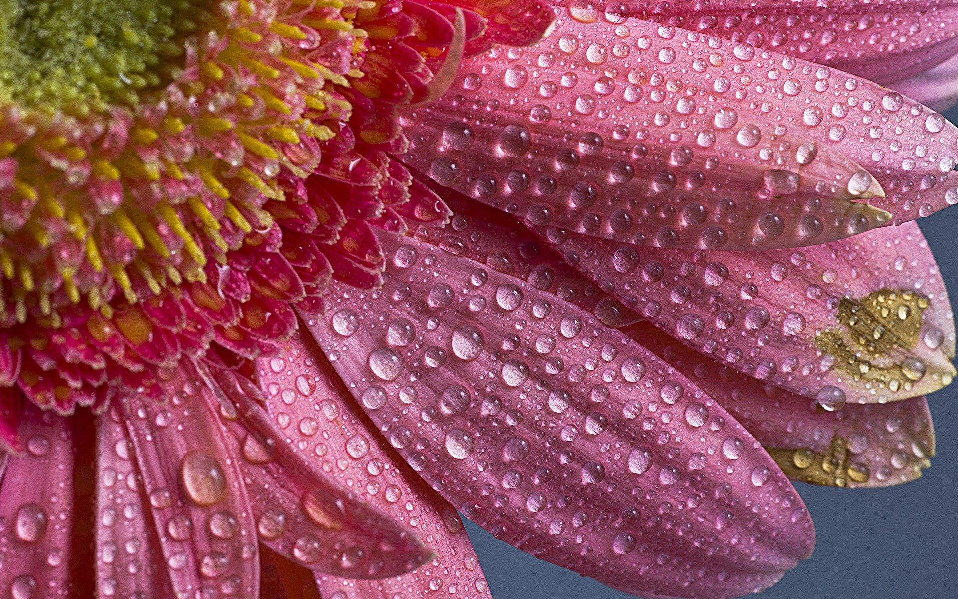 Wallpaper Full HD flower, petals, pink, drops, macro