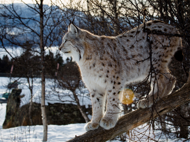 Téléchargez des papiers peints mobile Animaux, Chats, Lynx gratuitement.