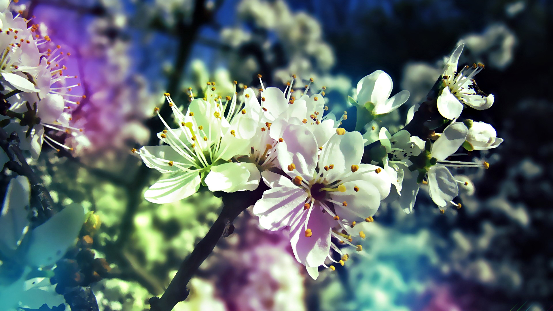 Handy-Wallpaper Blüte, Erde/natur kostenlos herunterladen.