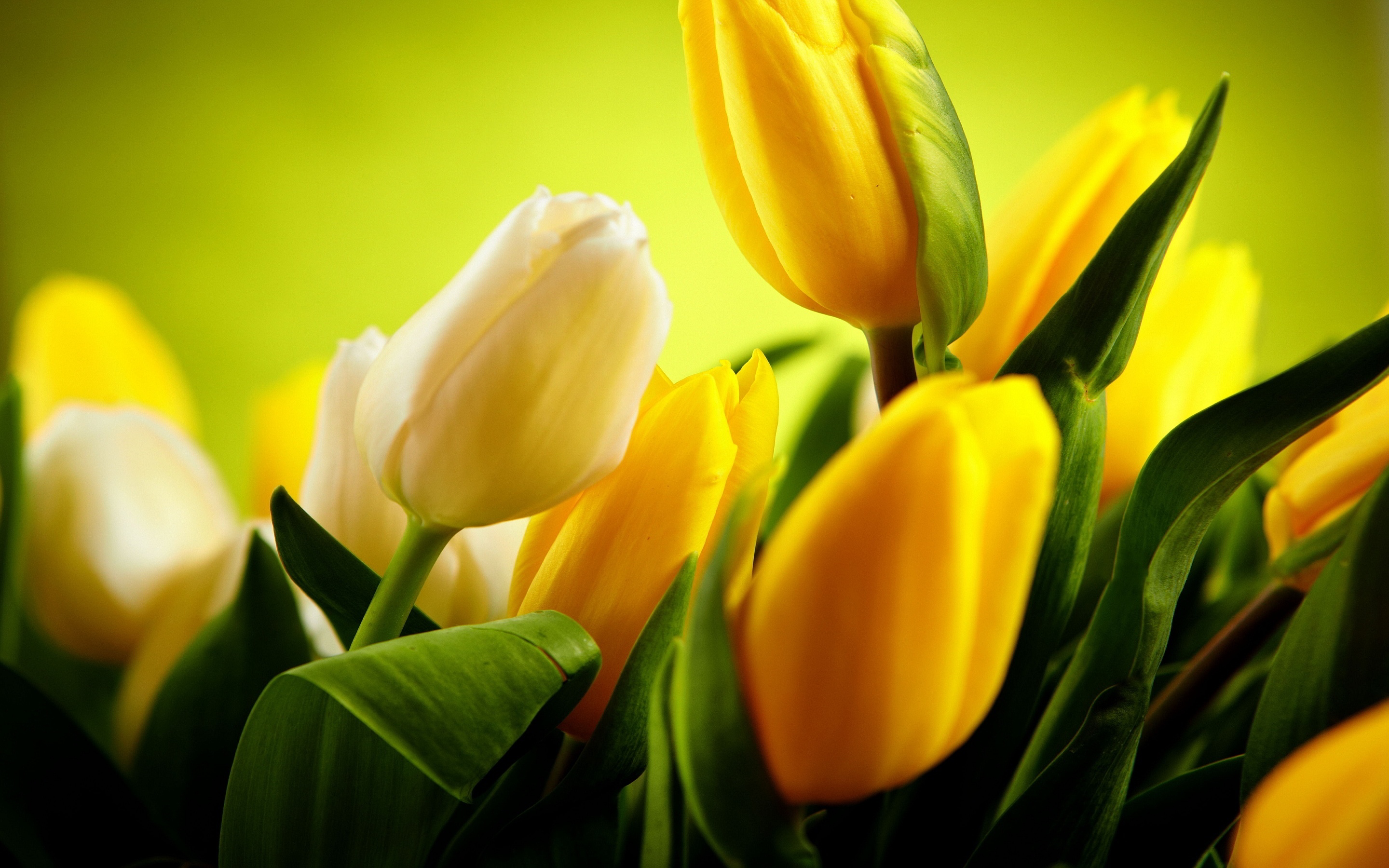 Download mobile wallpaper Flower, Earth, Tulip, Yellow Flower for free.