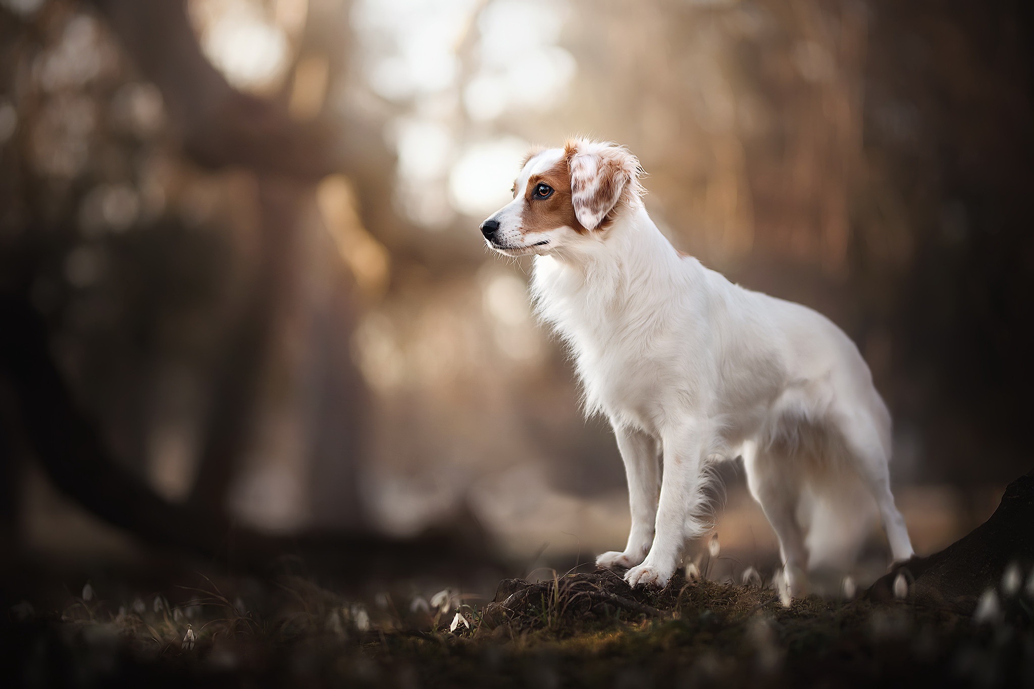 Download mobile wallpaper Dogs, Dog, Animal, Depth Of Field for free.