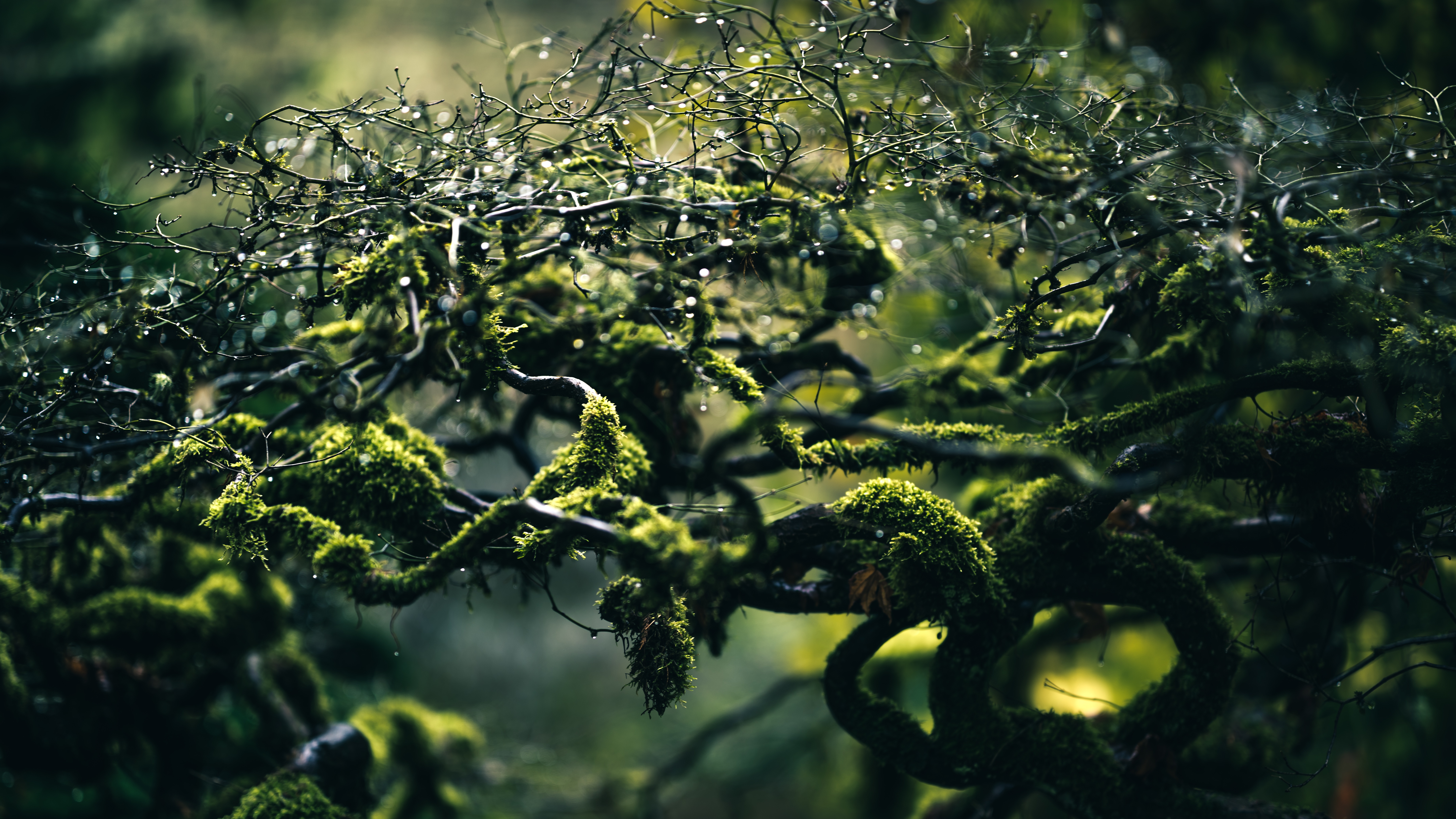 moss, nature, drops, branches UHD