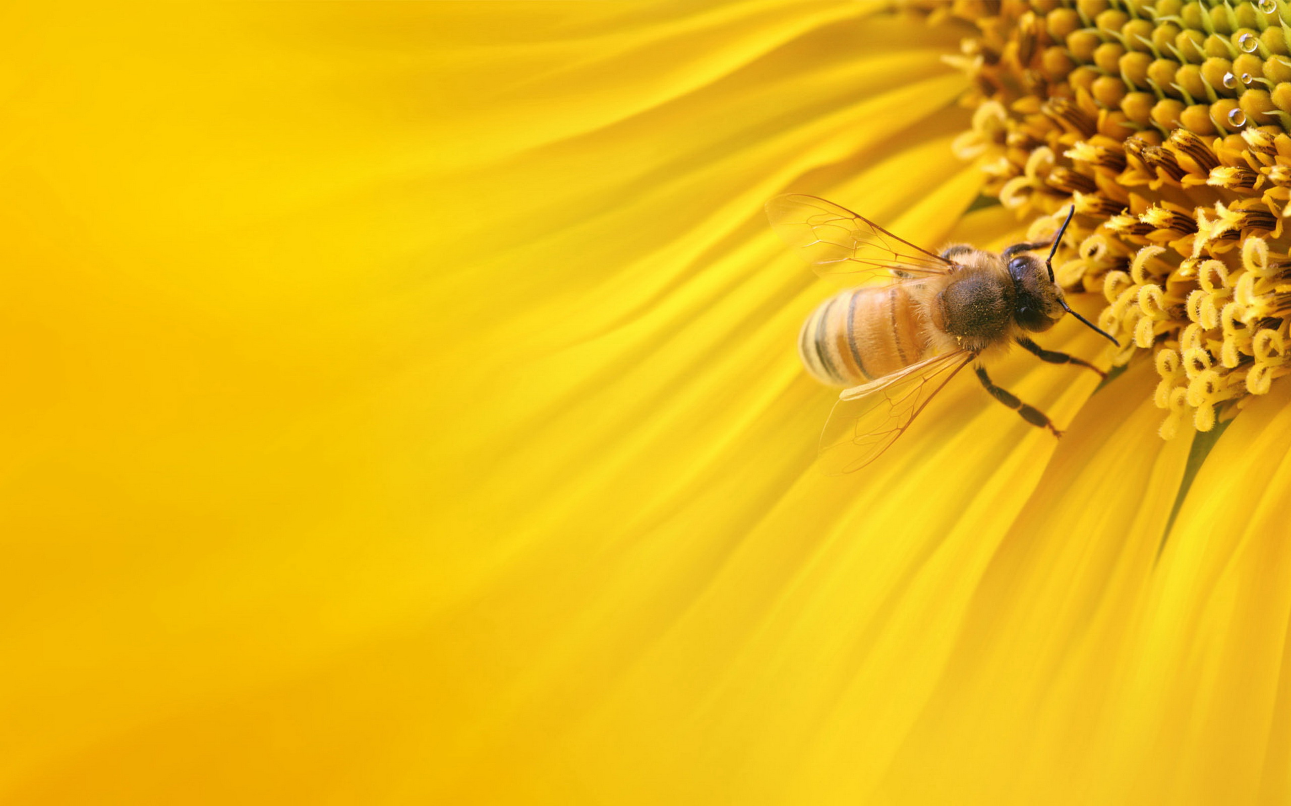 Téléchargez gratuitement l'image Animaux, Insectes, Abeille sur le bureau de votre PC