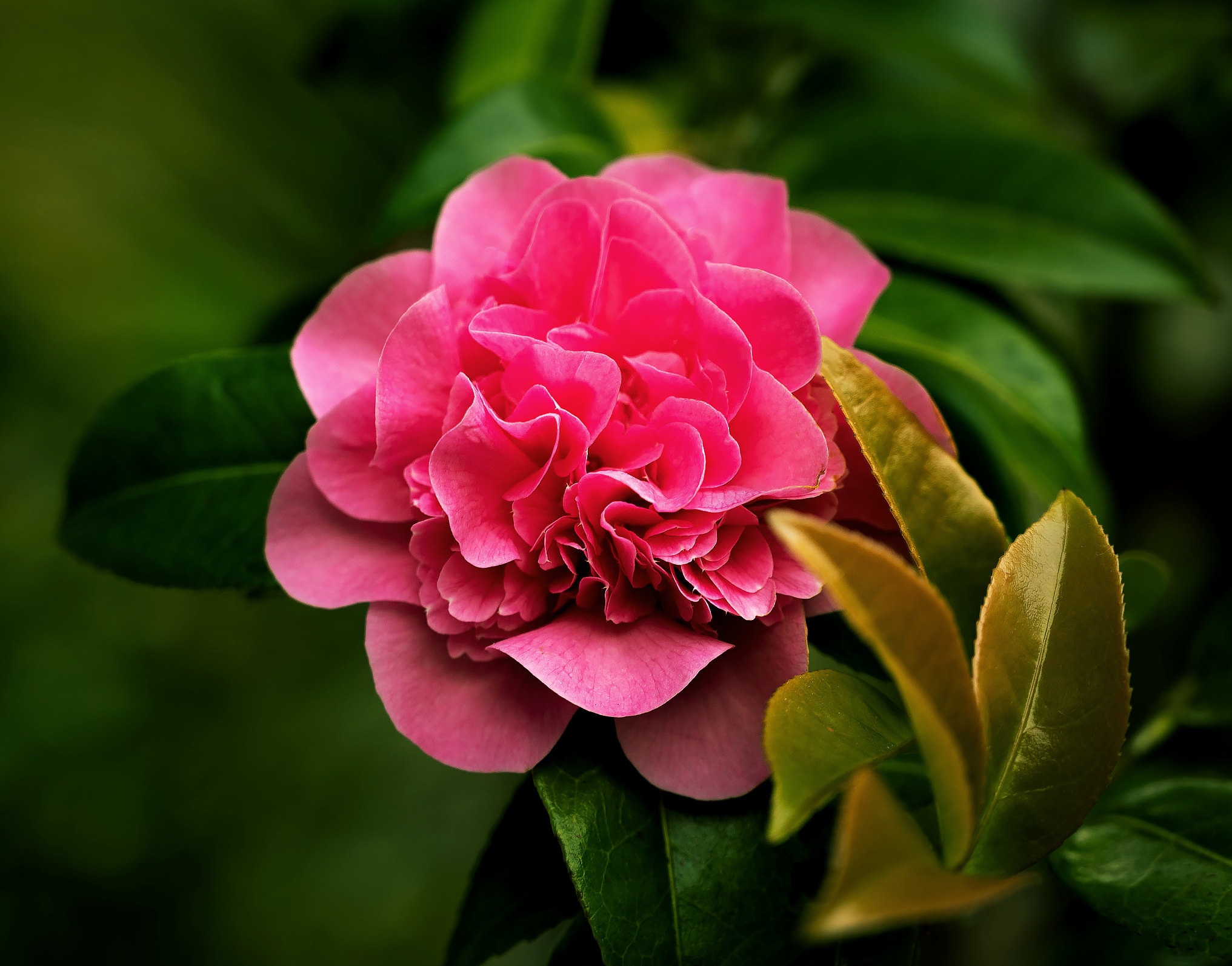 Download mobile wallpaper Flowers, Earth, Camellia for free.