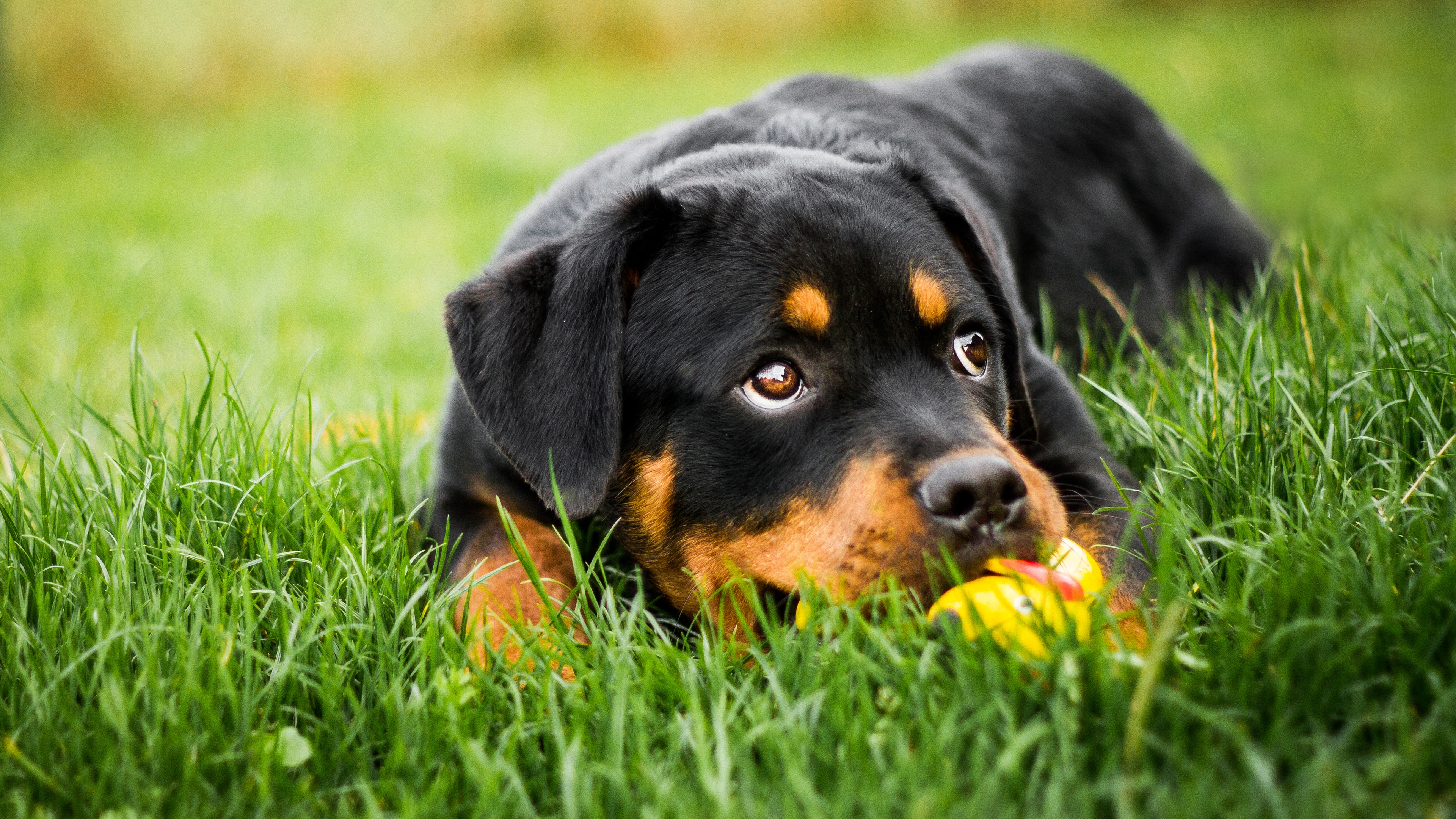 Free download wallpaper Dogs, Dog, Animal, Puppy, Rottweiler, Baby Animal on your PC desktop