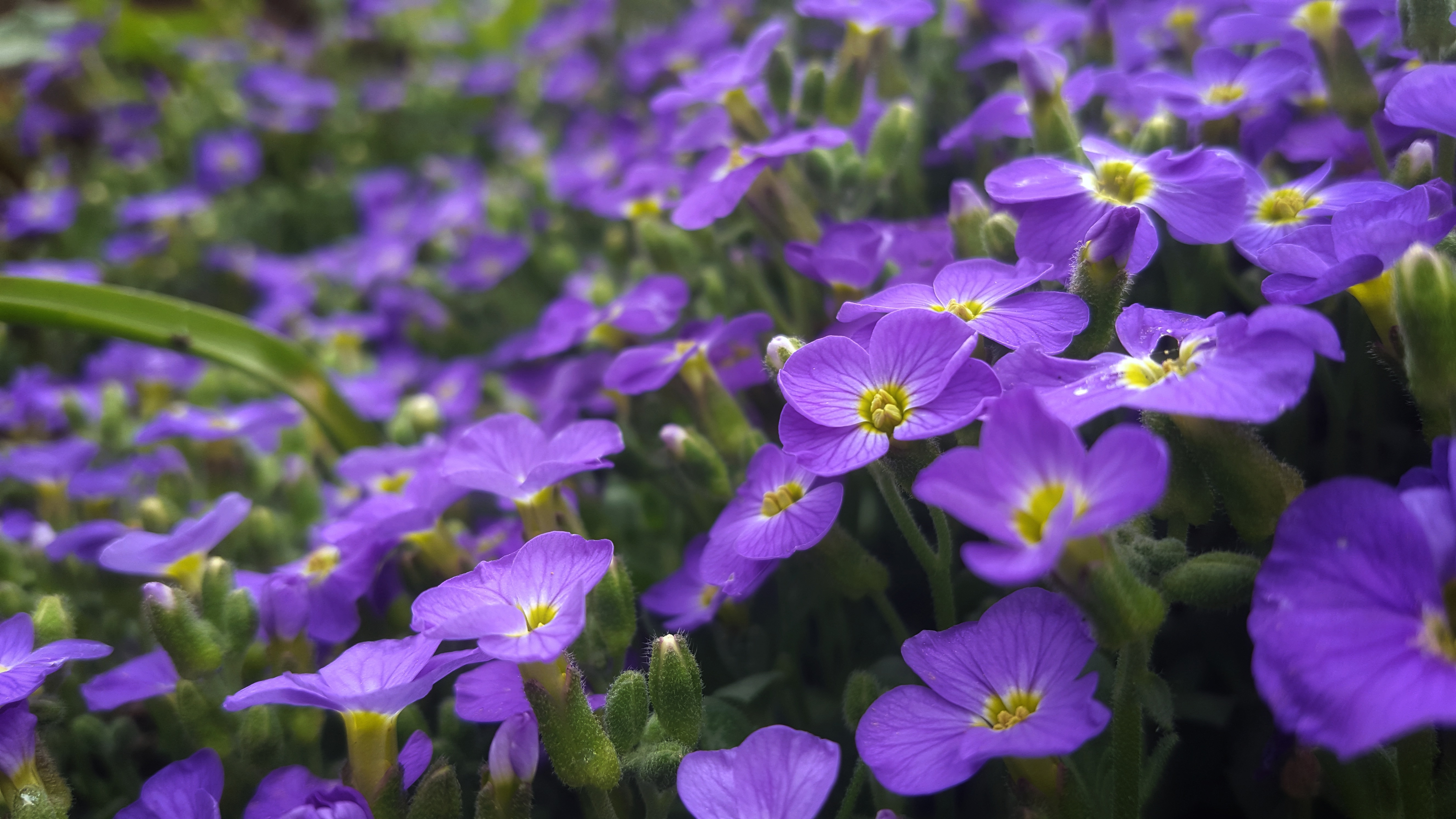 Téléchargez des papiers peints mobile Fleurs, Fleur, Fleur Mauve, La Nature, Terre/nature gratuitement.