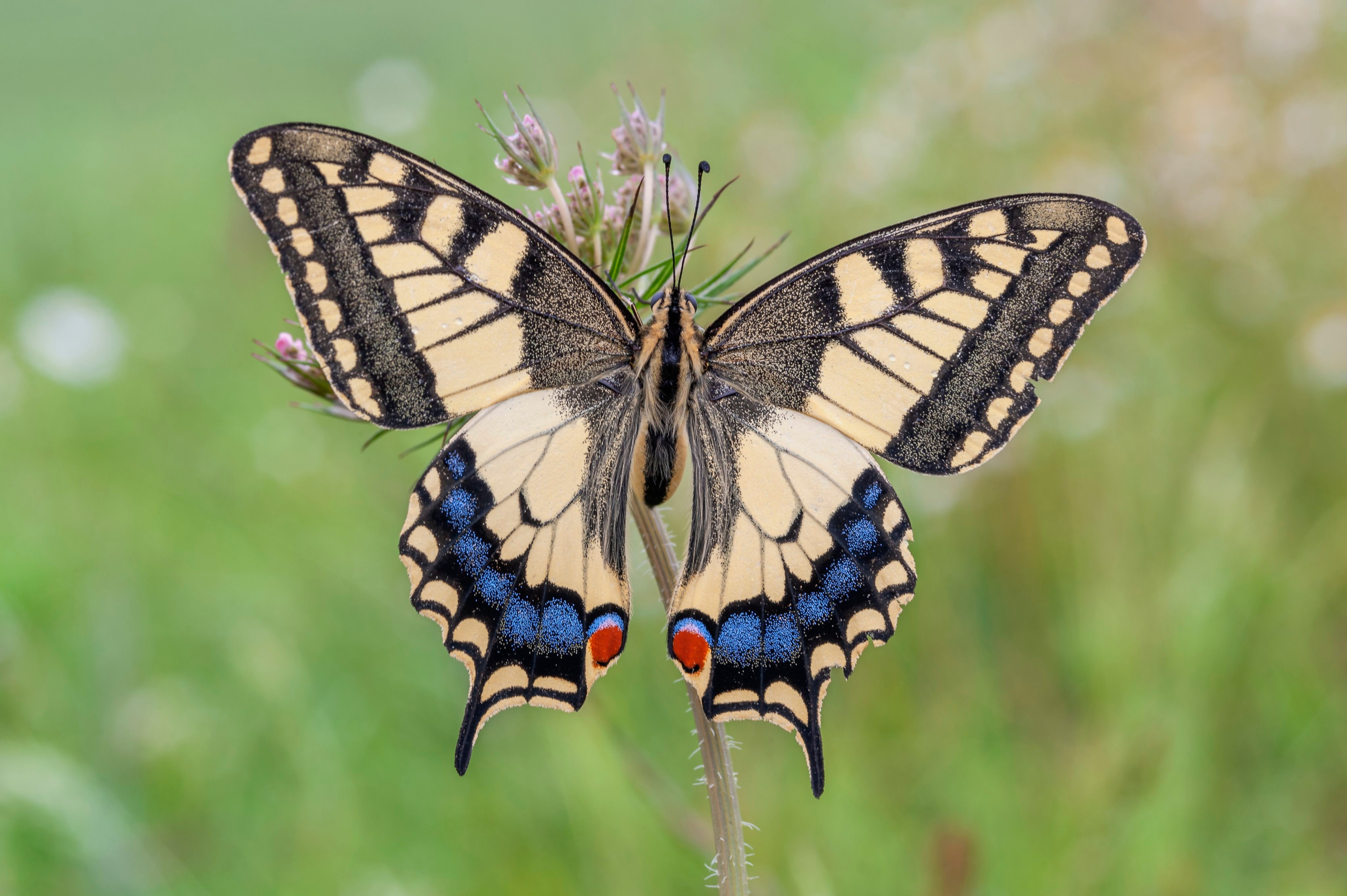 animal, swallowtail butterfly, butterfly, close up, insects