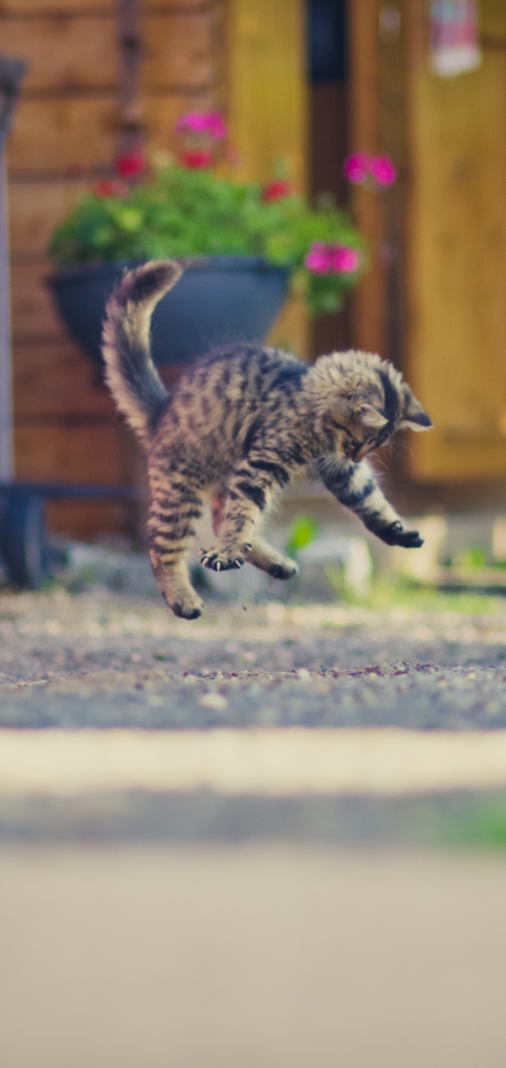 無料モバイル壁紙動物, ネコ, 猫, 子猫, 赤ちゃん動物, 被写界深度をダウンロードします。