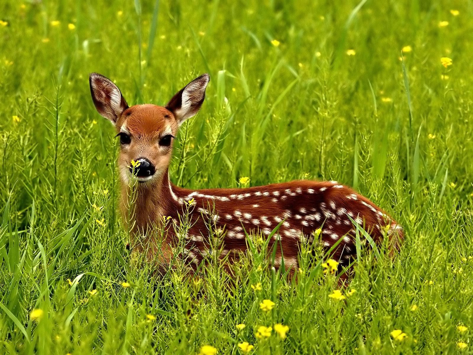 fawn, animals, grass, spotted, spotty, hide, lurk