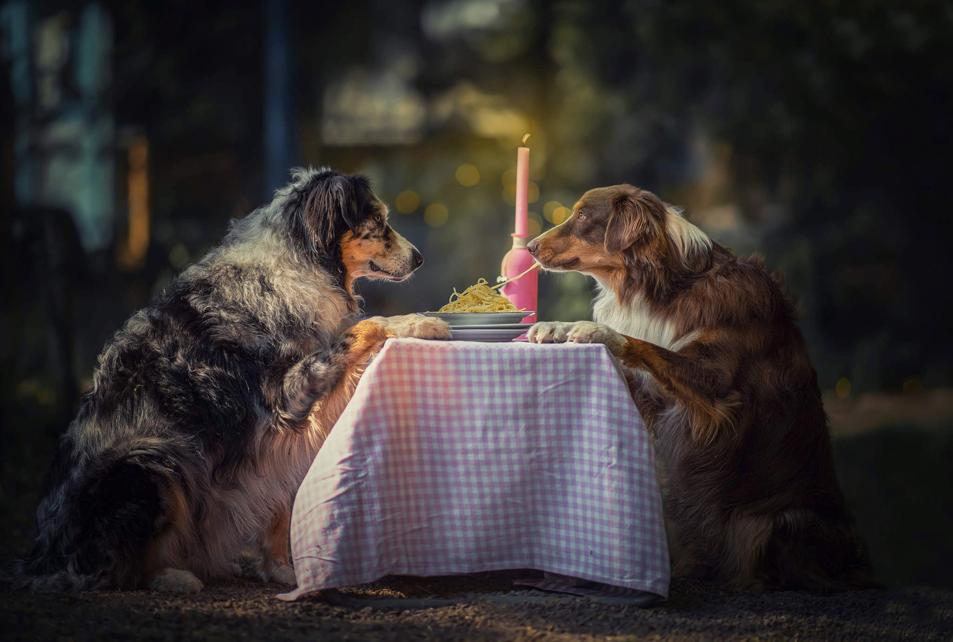 Handy-Wallpaper Tiere, Hunde, Australischer Hirte kostenlos herunterladen.