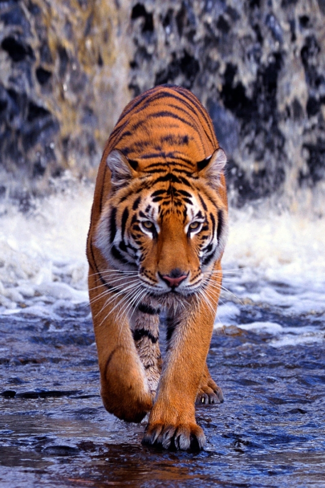 Download mobile wallpaper Cats, Tiger, Animal for free.