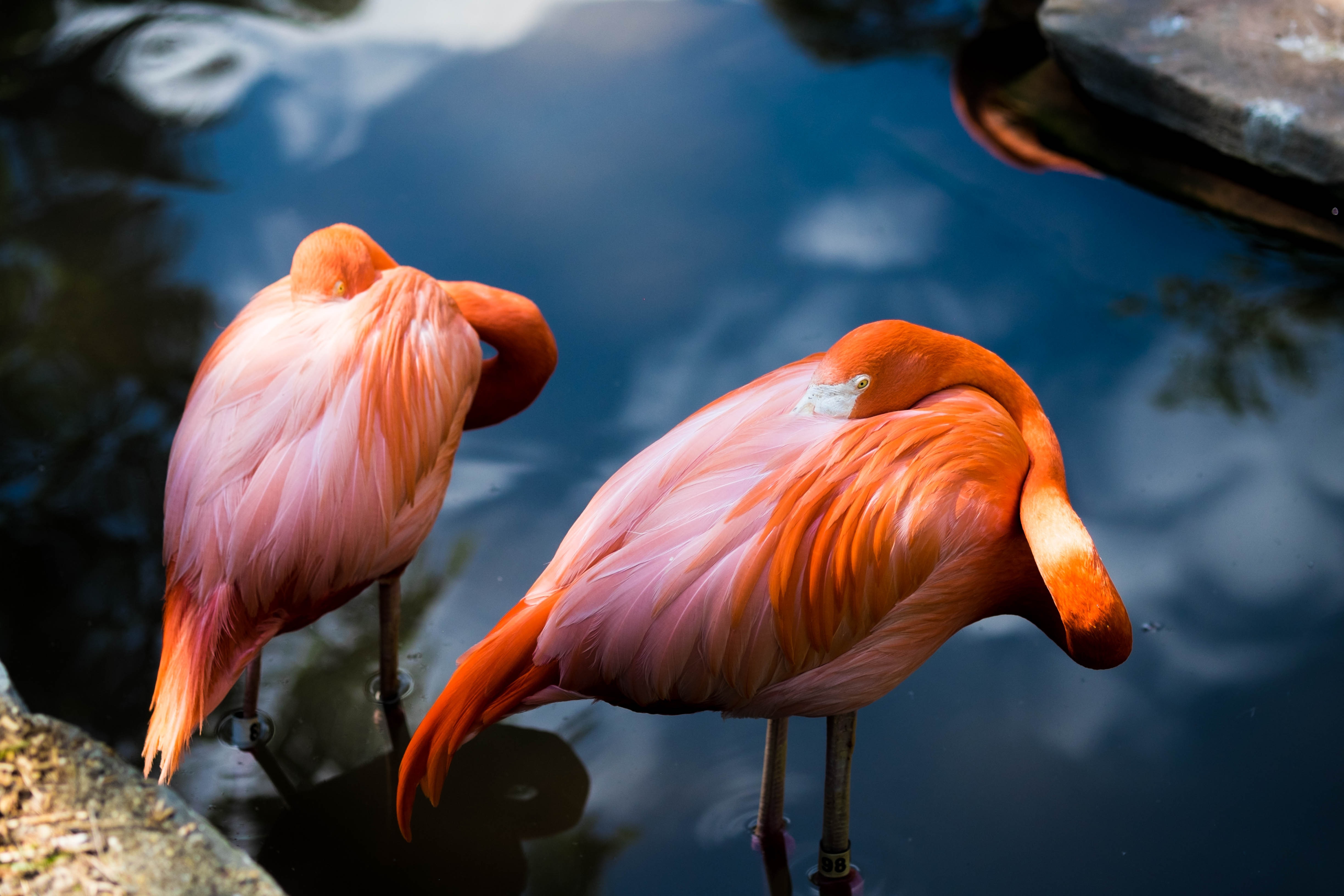 Handy-Wallpaper Tiere, Vögel, Wasser, Flamingo, Vogel, Teich kostenlos herunterladen.