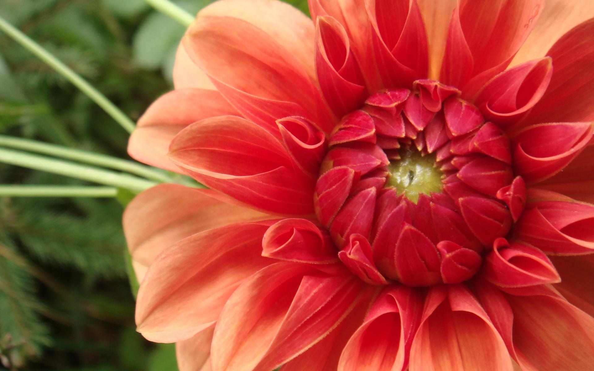 Laden Sie das Blumen, Blume, Dahlien, Erde/natur-Bild kostenlos auf Ihren PC-Desktop herunter