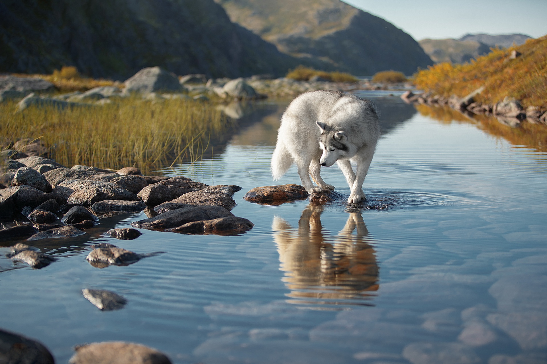 Download mobile wallpaper Dogs, Reflection, Dog, Animal, Husky, Siberian Husky for free.