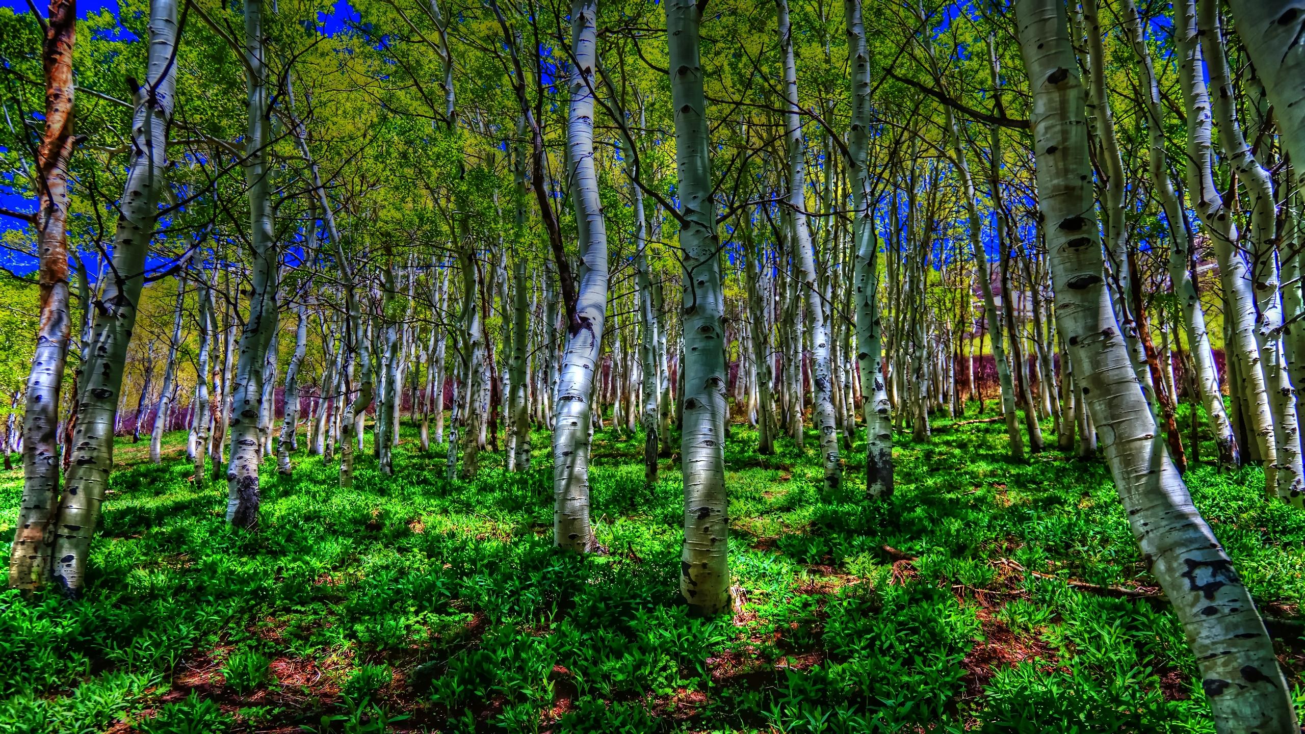Free download wallpaper Forest, Tree, Earth, Birch on your PC desktop