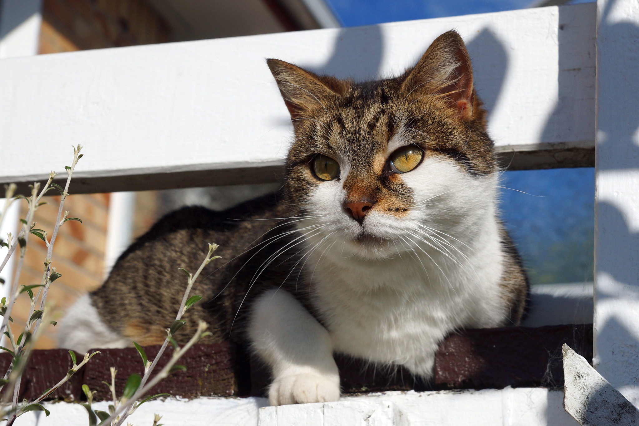 Handy-Wallpaper Katze, Katzen, Tiere kostenlos herunterladen.