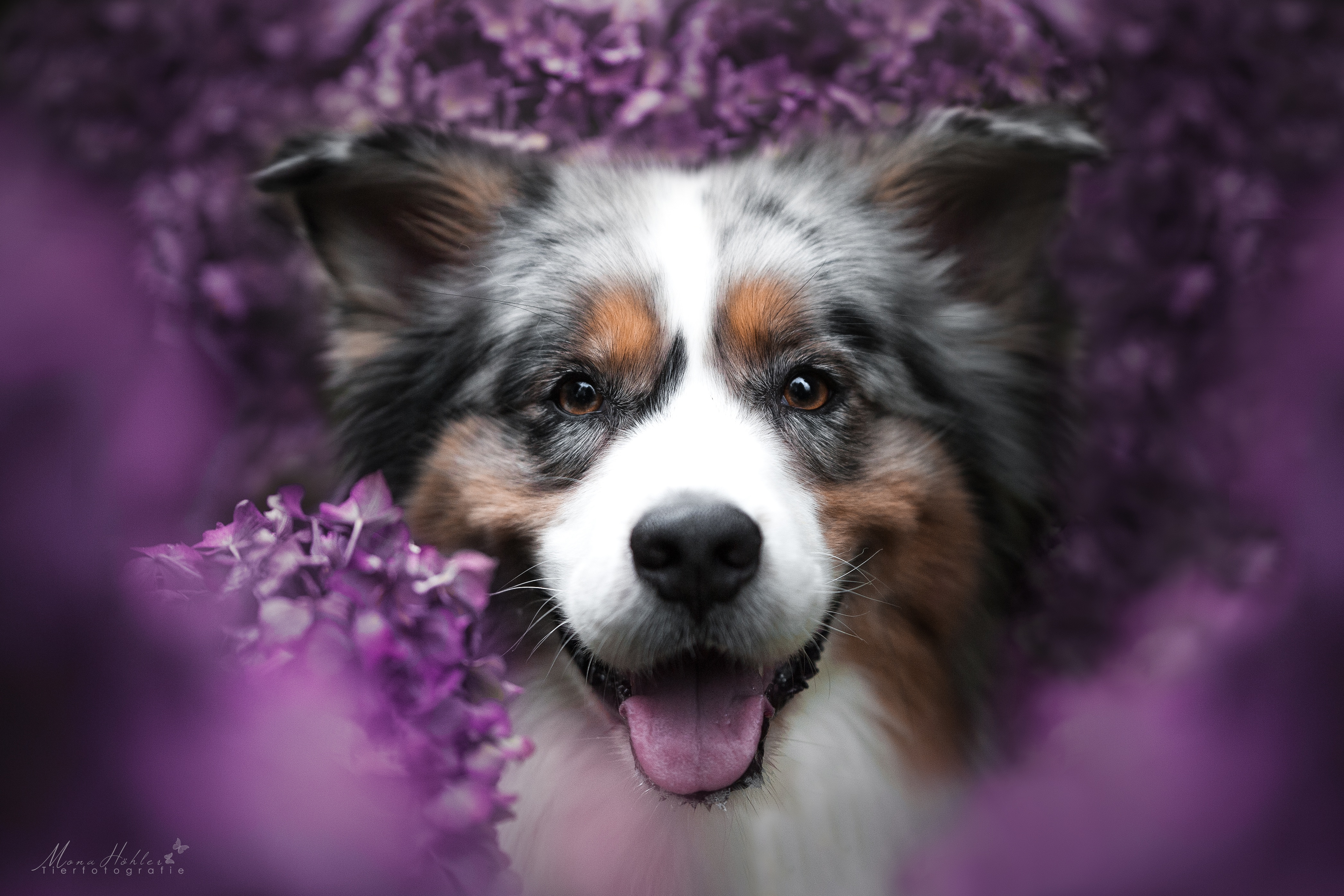 Download mobile wallpaper Dogs, Dog, Animal, Australian Shepherd, Stare for free.