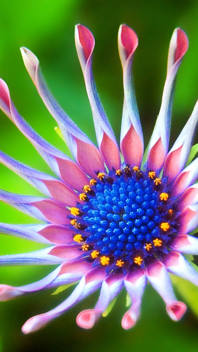 Download mobile wallpaper Flower, Earth, African Daisy for free.