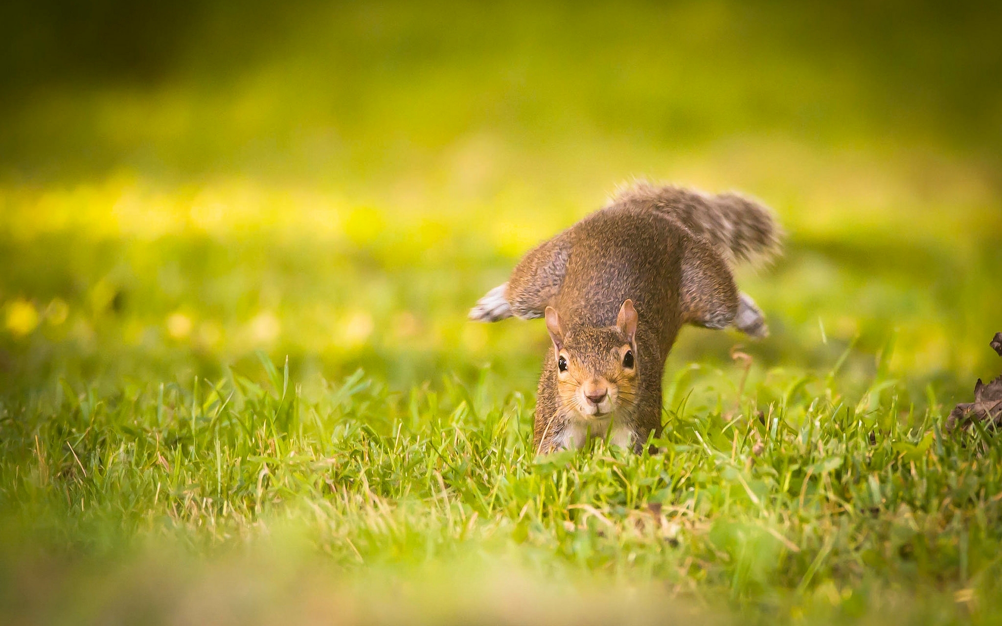 Download mobile wallpaper Funny, Squirrel, Grass, Blur, Animal, Rodent, Sunny for free.