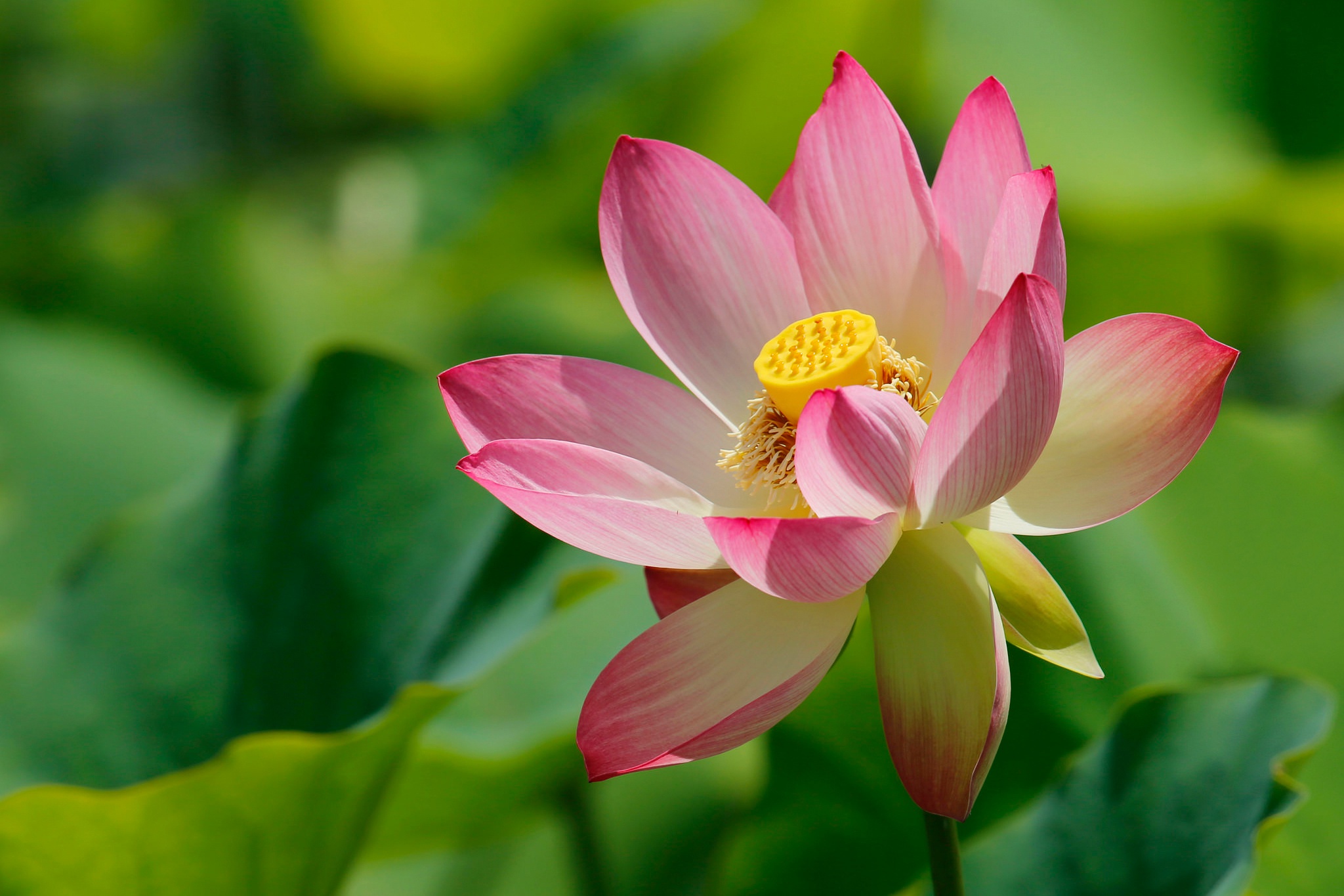 Download mobile wallpaper Flowers, Lotus, Flower, Close Up, Earth, Pink Flower for free.