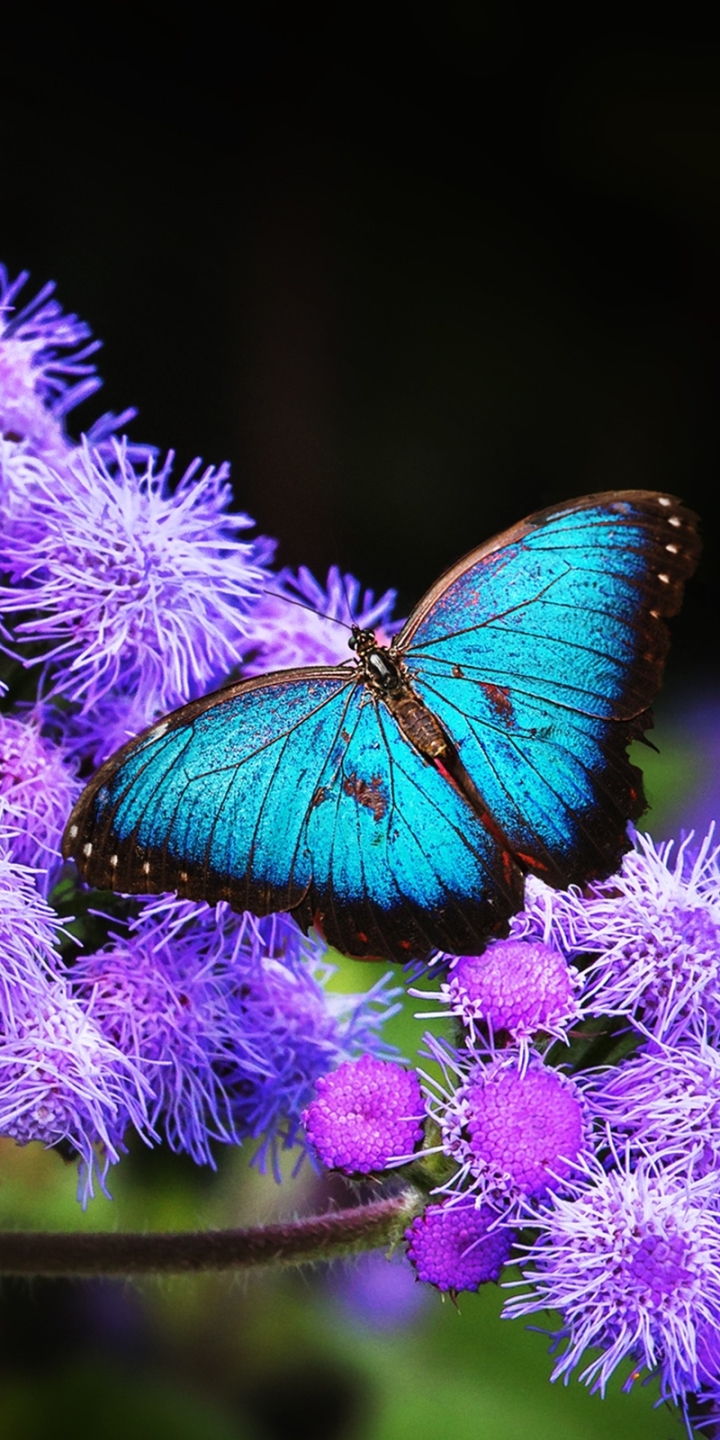 Download mobile wallpaper Butterfly, Animal for free.