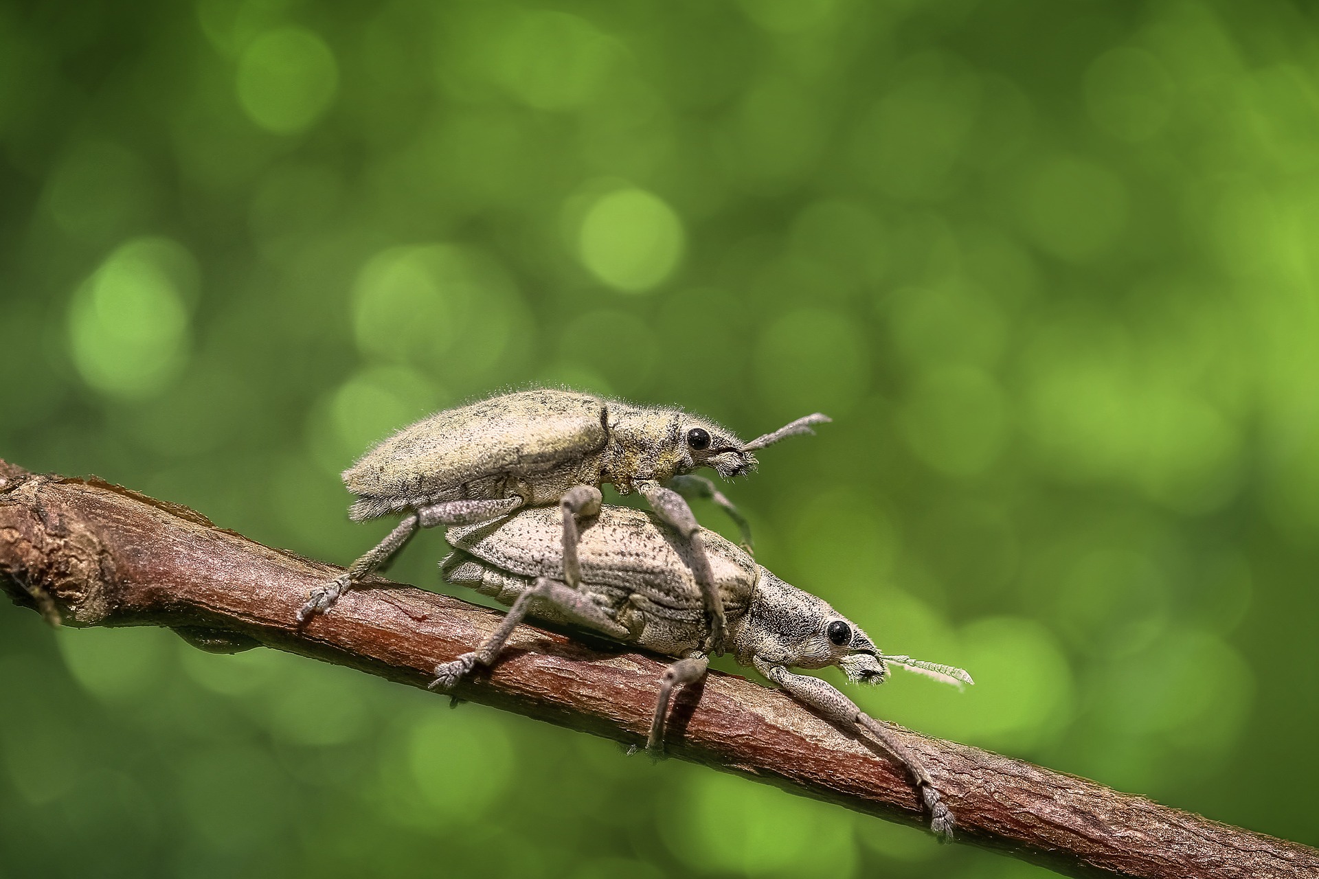 animal, beetle, bokeh, bug, close up, green, insect, weevil