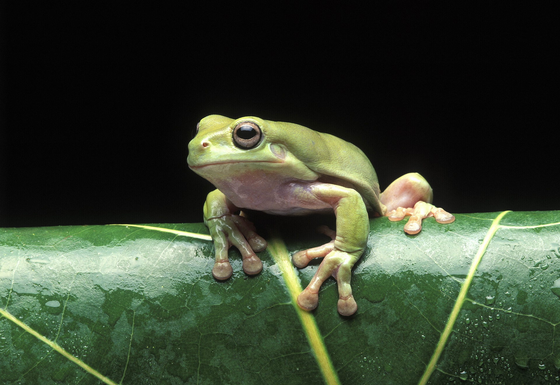 Download mobile wallpaper Frogs, Animal, Tree Frog for free.