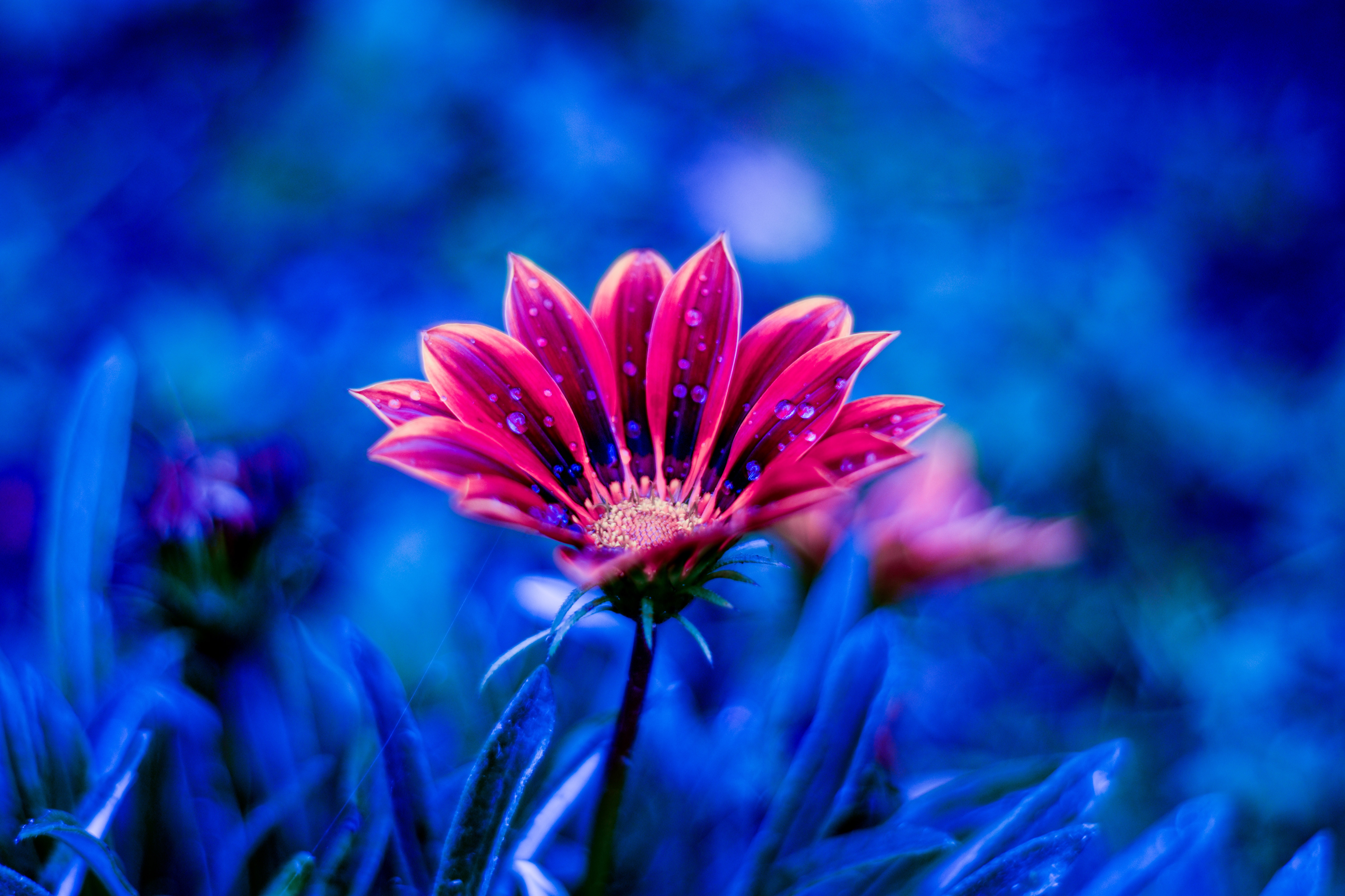 Free download wallpaper Dew, Drops, Petals, Flowers, Flower on your PC desktop