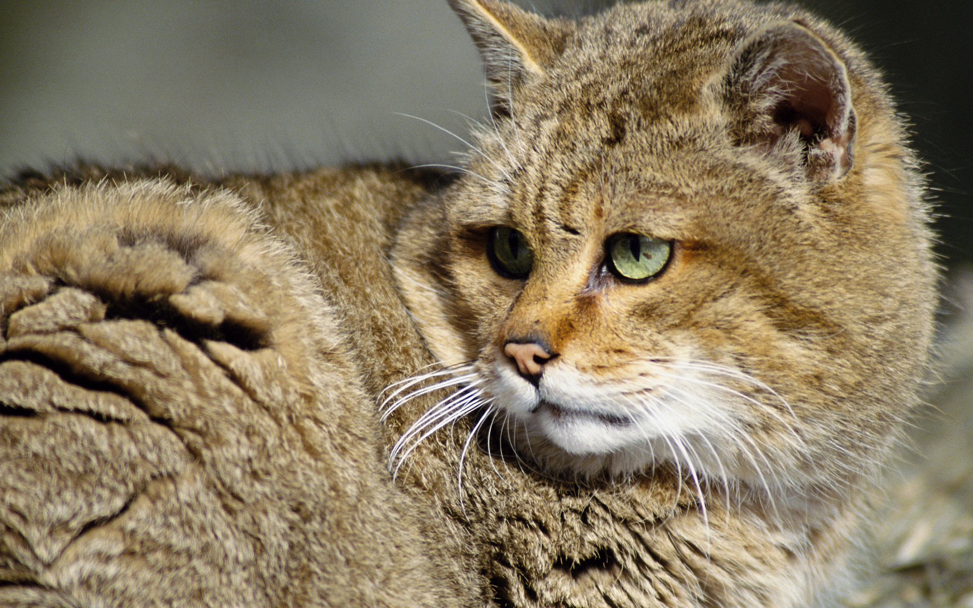 Descarga gratuita de fondo de pantalla para móvil de Animales, Gatos, Gato.