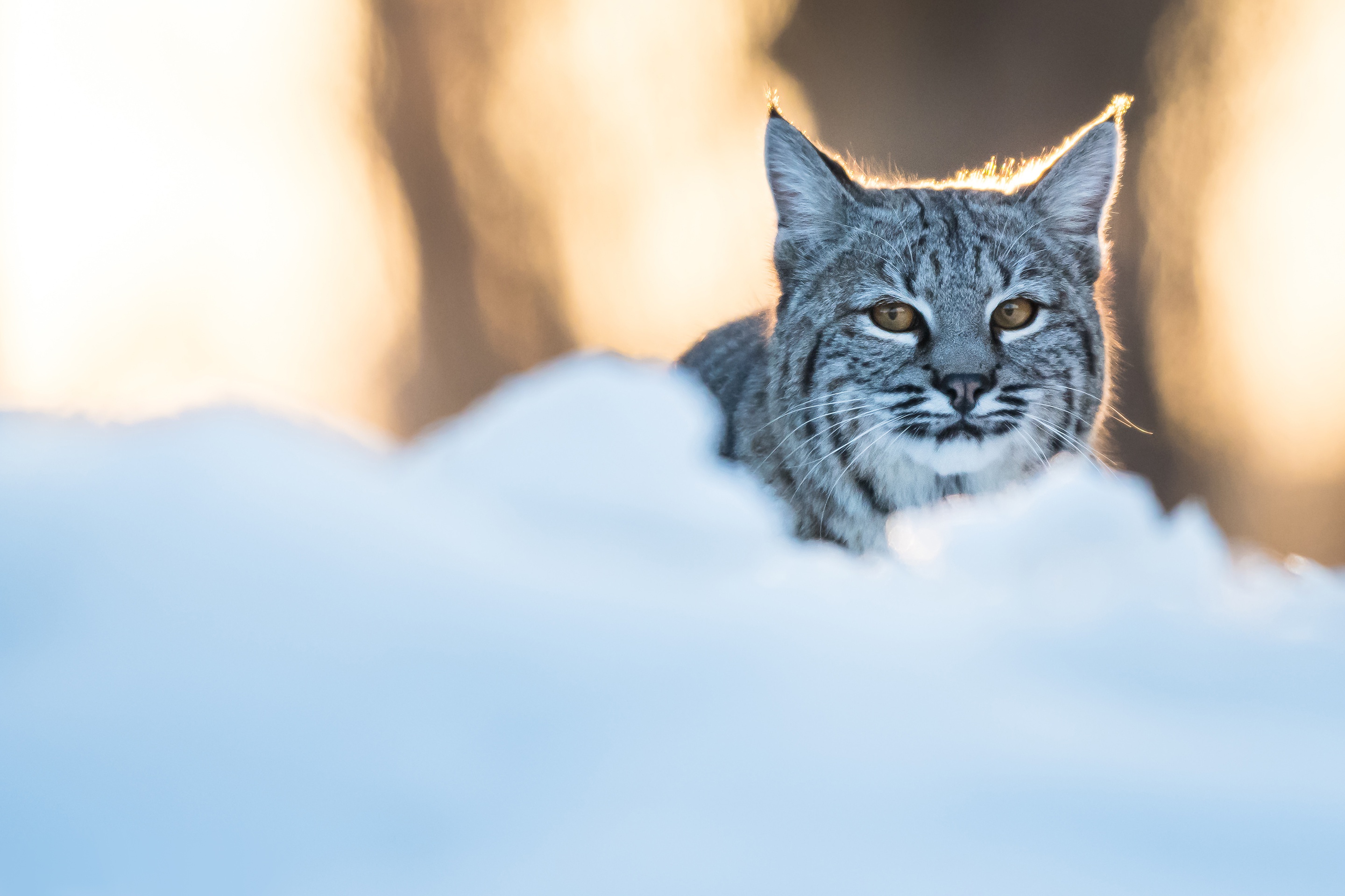 Handy-Wallpaper Tiere, Katzen, Luchs kostenlos herunterladen.