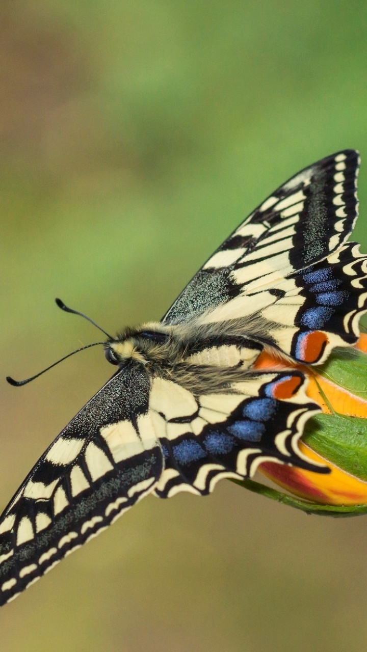 Descarga gratuita de fondo de pantalla para móvil de Animales, Mariposa.