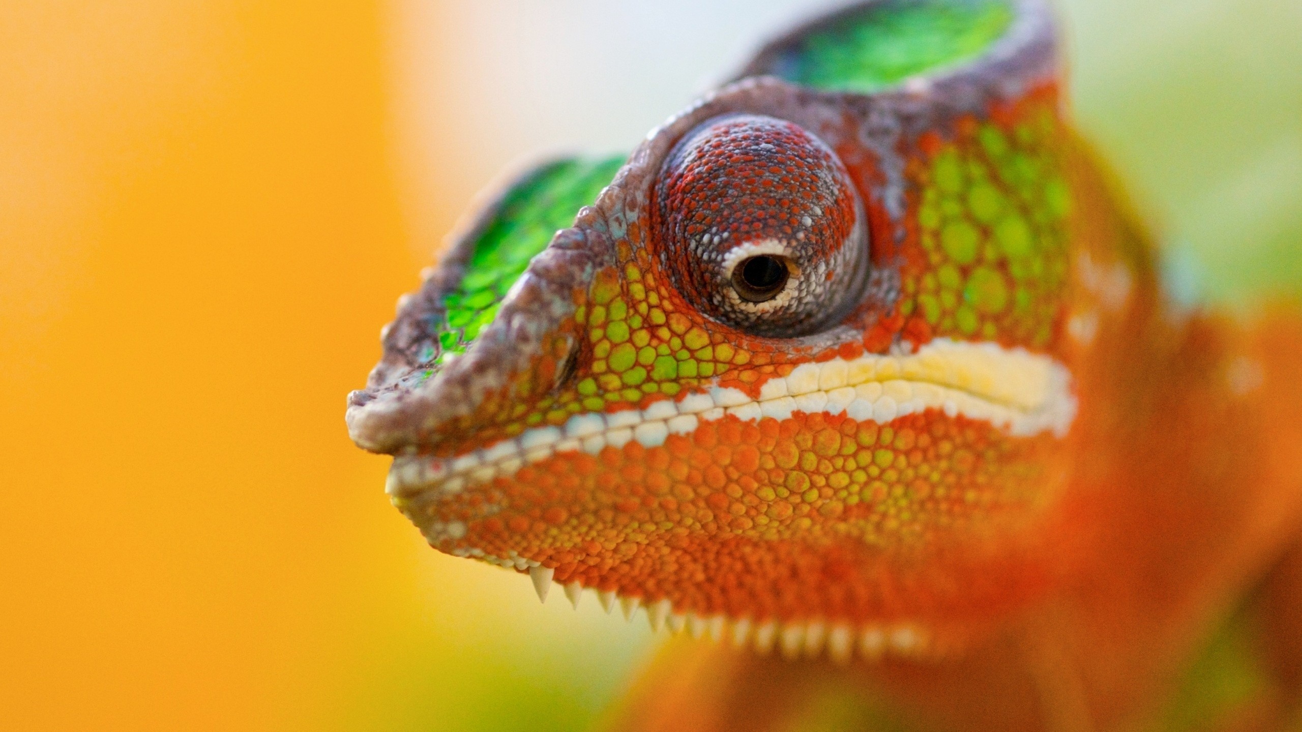 Download mobile wallpaper Animal, Chameleon for free.