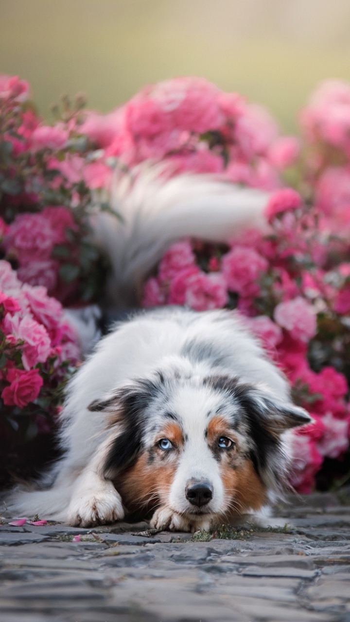 Handy-Wallpaper Tiere, Hunde, Hund, Australischer Hirte, Pinke Blume kostenlos herunterladen.