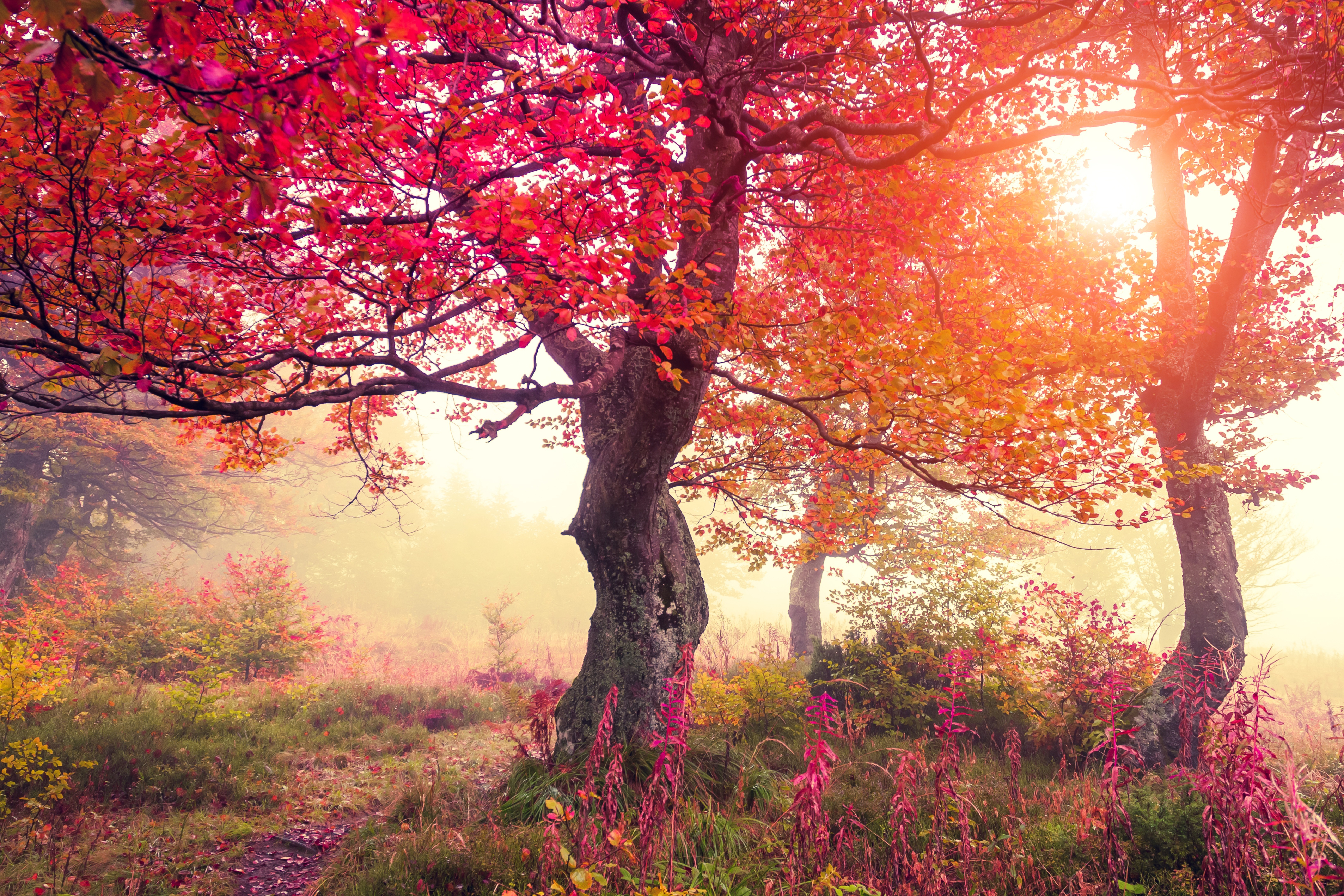 Laden Sie das Herbst, Erde/natur-Bild kostenlos auf Ihren PC-Desktop herunter