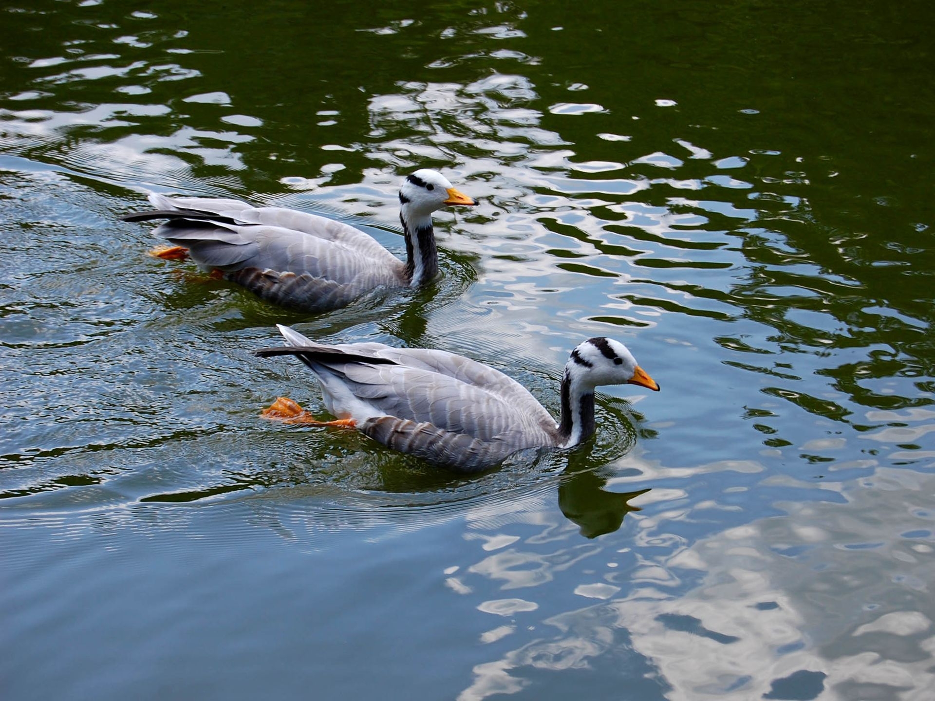 Laden Sie das Schwimmen, Paar, Tiere, Feder, Vogel, Ente-Bild kostenlos auf Ihren PC-Desktop herunter
