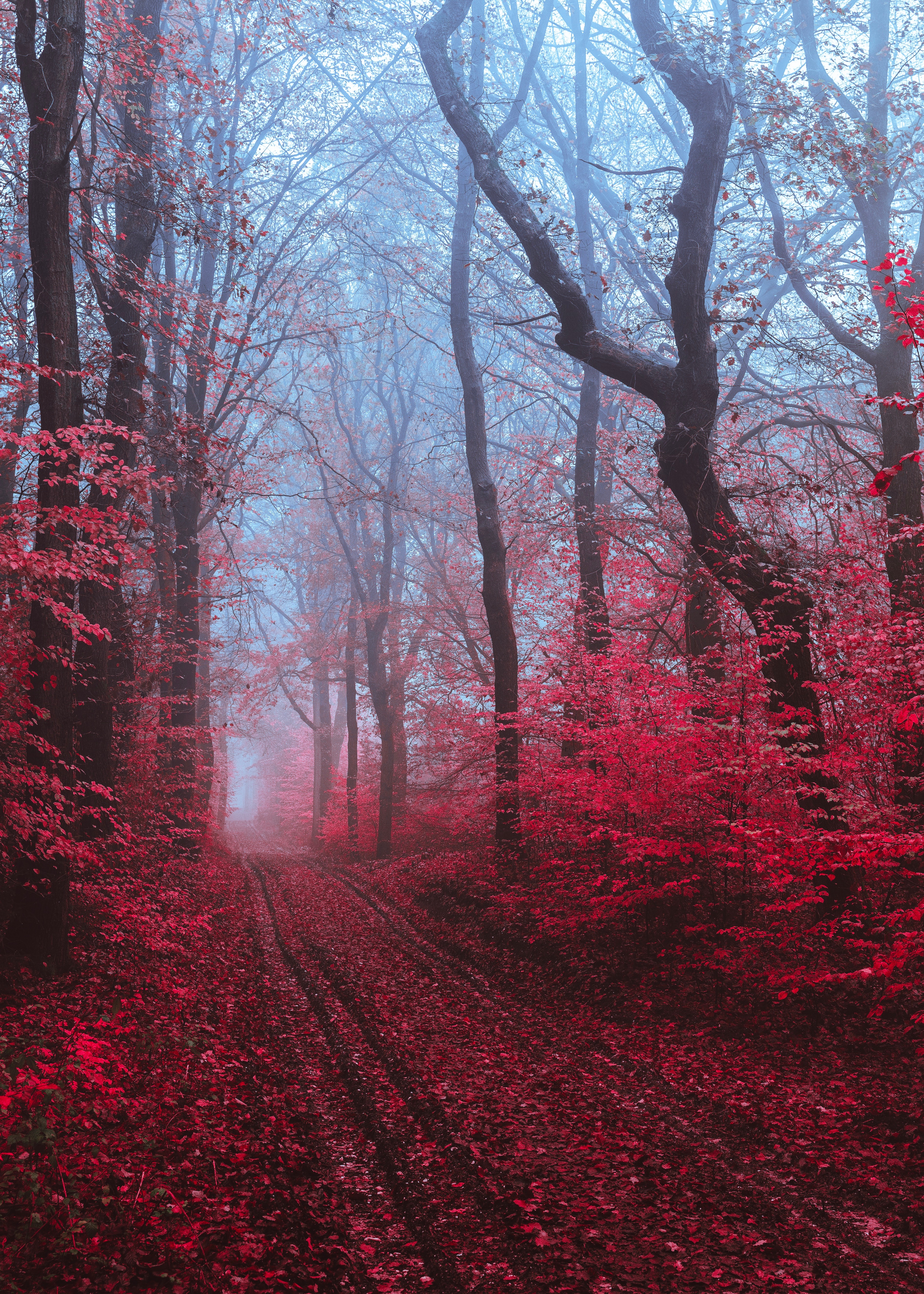 108501 скачать обои красный, дорога, природа, лес, туман, деревья - заставки и картинки бесплатно