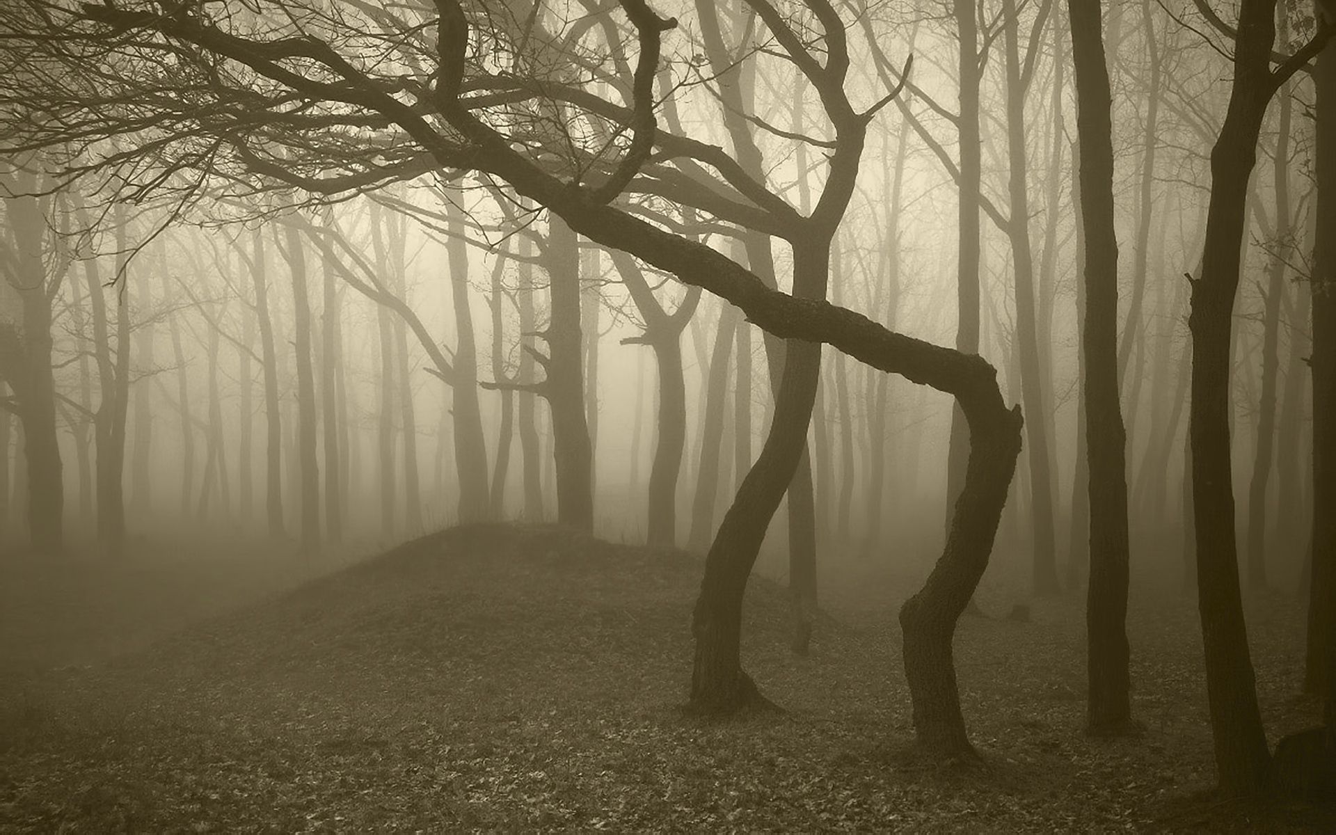 grayness, gloomy, nature, trees, forest, fog, trunks, haze, bends, greyness