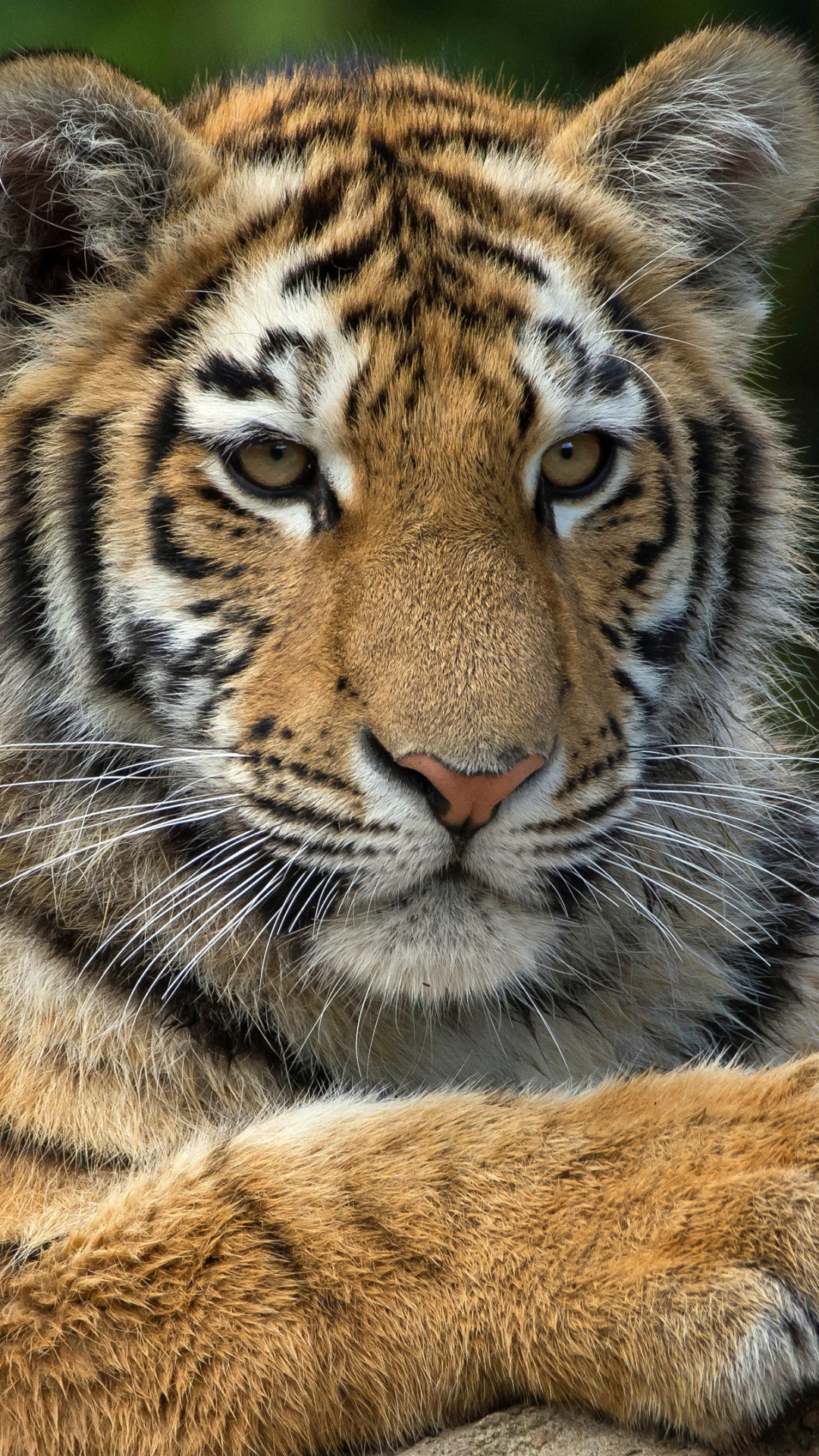 Handy-Wallpaper Tiere, Katzen, Tiger kostenlos herunterladen.