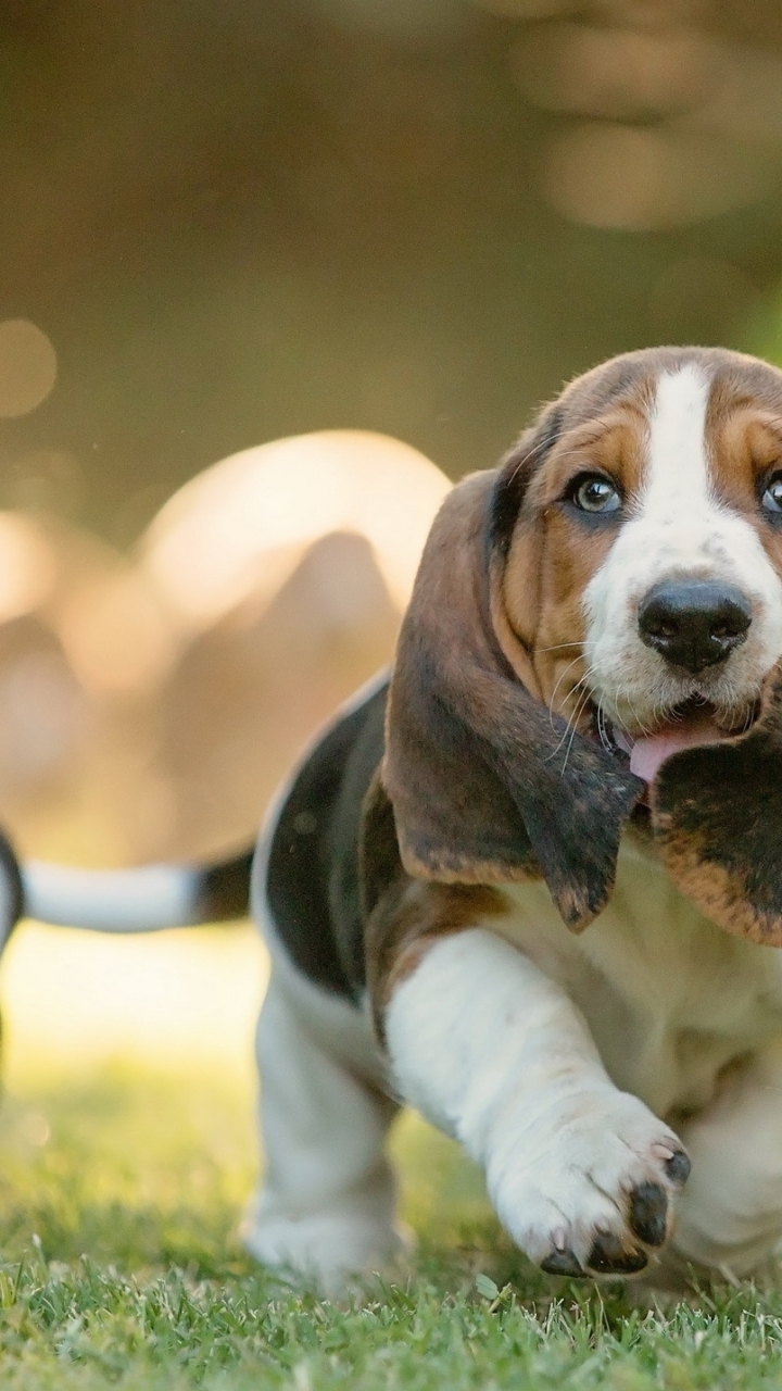 Download mobile wallpaper Dogs, Dog, Animal, Basset Hound for free.