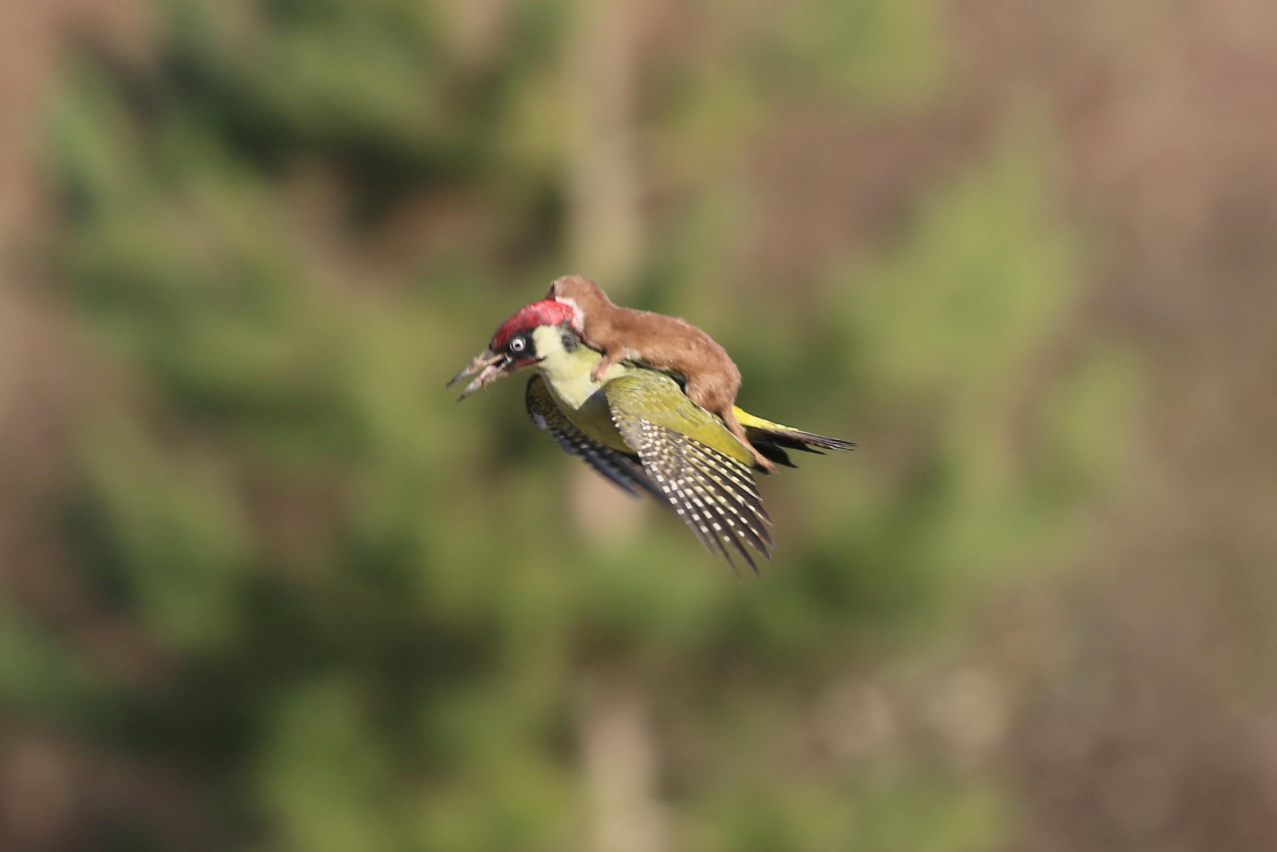 Laden Sie das Tiere, Eichhörnchen-Bild kostenlos auf Ihren PC-Desktop herunter