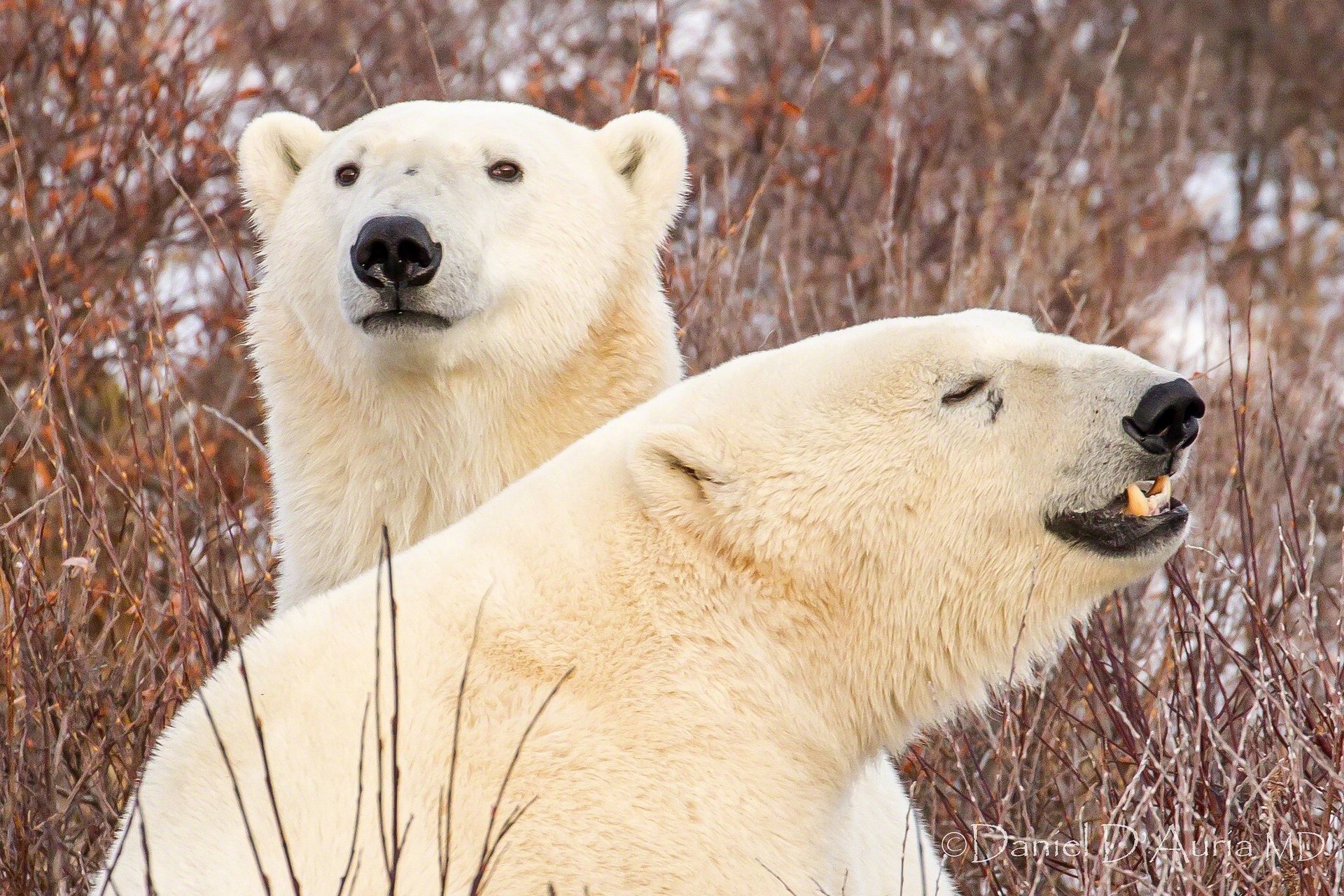 Laden Sie das Tiere, Bären, Bär, Eisbär-Bild kostenlos auf Ihren PC-Desktop herunter