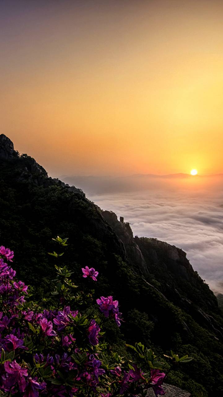 Download mobile wallpaper Sunset, Flower, Earth, Coastline for free.