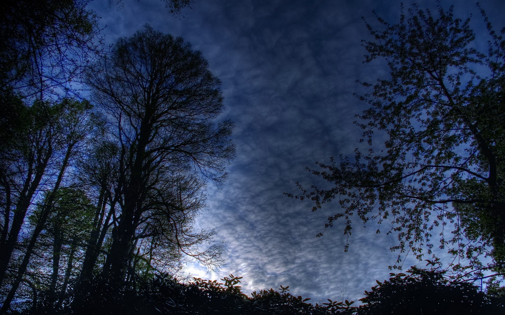 Baixe gratuitamente a imagem Árvore, Terra/natureza na área de trabalho do seu PC