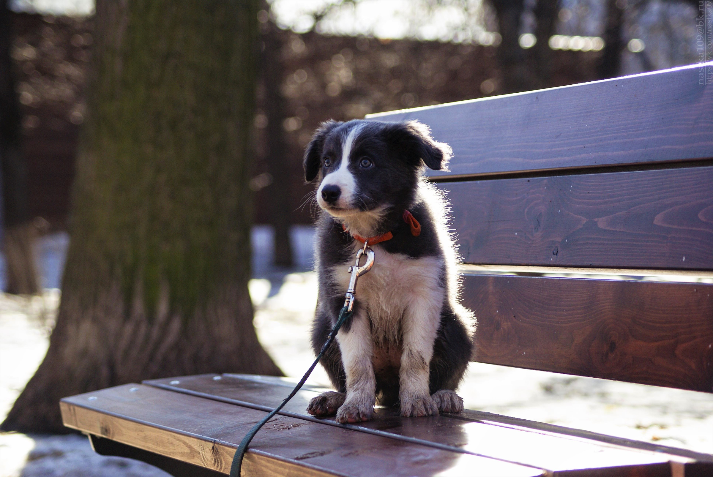 Download mobile wallpaper Dogs, Dog, Animal, Puppy, Bench, Cute, Border Collie, Baby Animal for free.