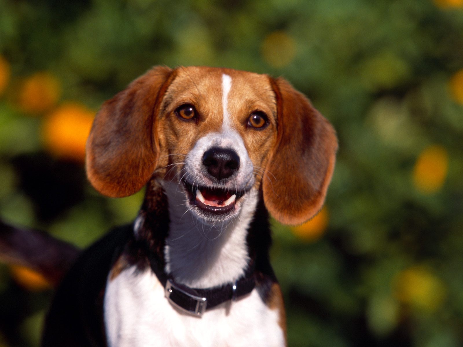 Téléchargez des papiers peints mobile Animaux, Chiens, Chien gratuitement.