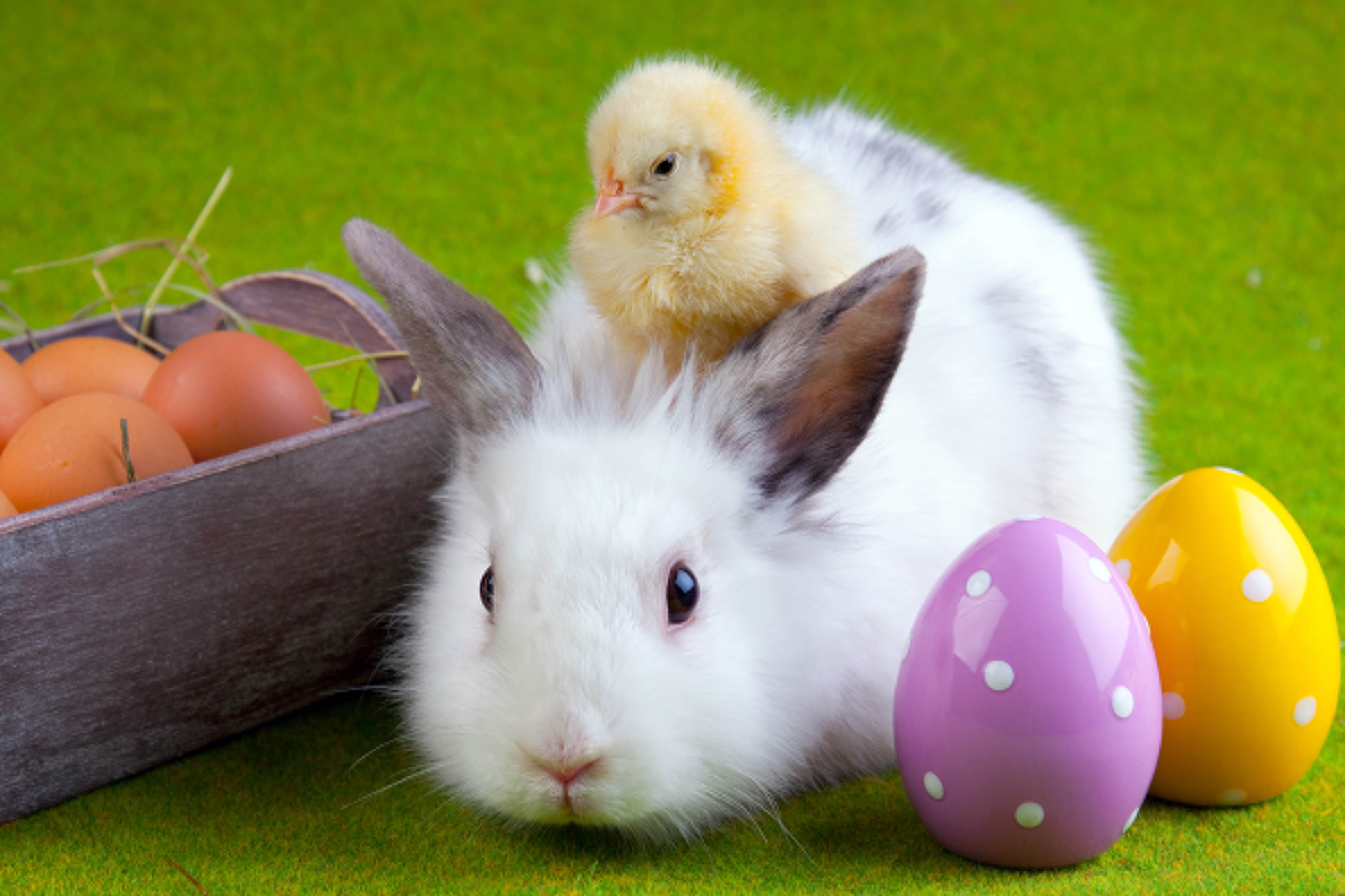 64064 скачать обои пасха, кролик, дружба, животные, яйца, цыплёнок - заставки и картинки бесплатно