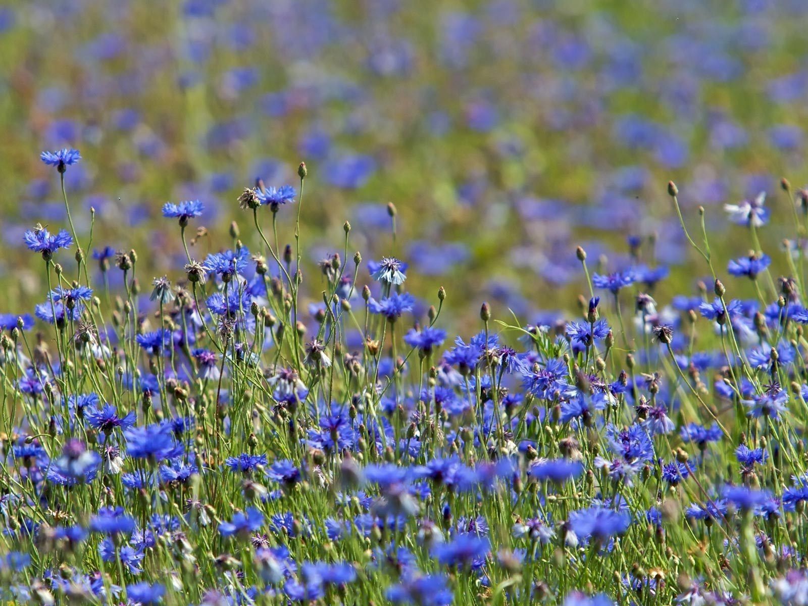 nature, flowers, summer, blue cornflowers, meadow