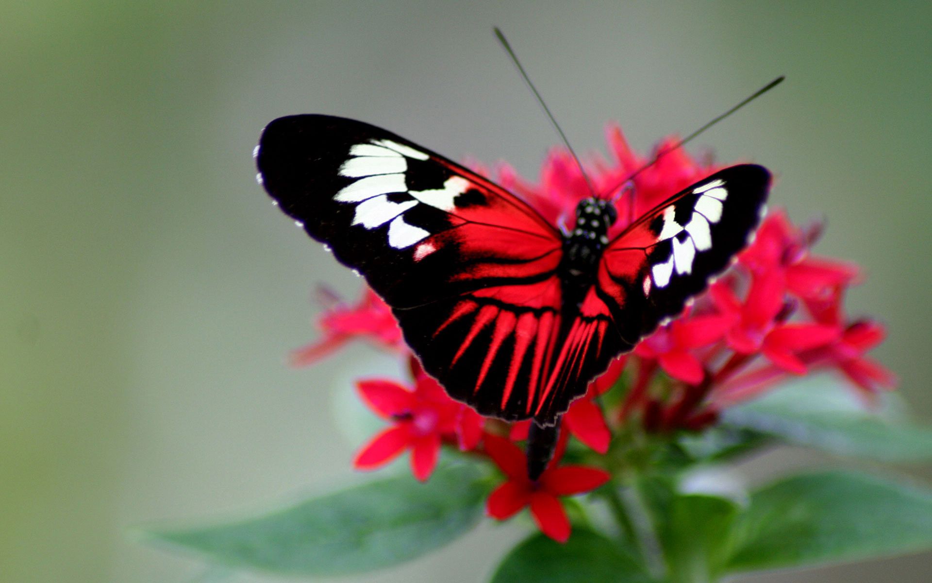 157552画像をダウンロード蝶, 大きい, マクロ, 明るい, ストライプ, 色, バタフライ, 縞, 翼-壁紙とスクリーンセーバーを無料で