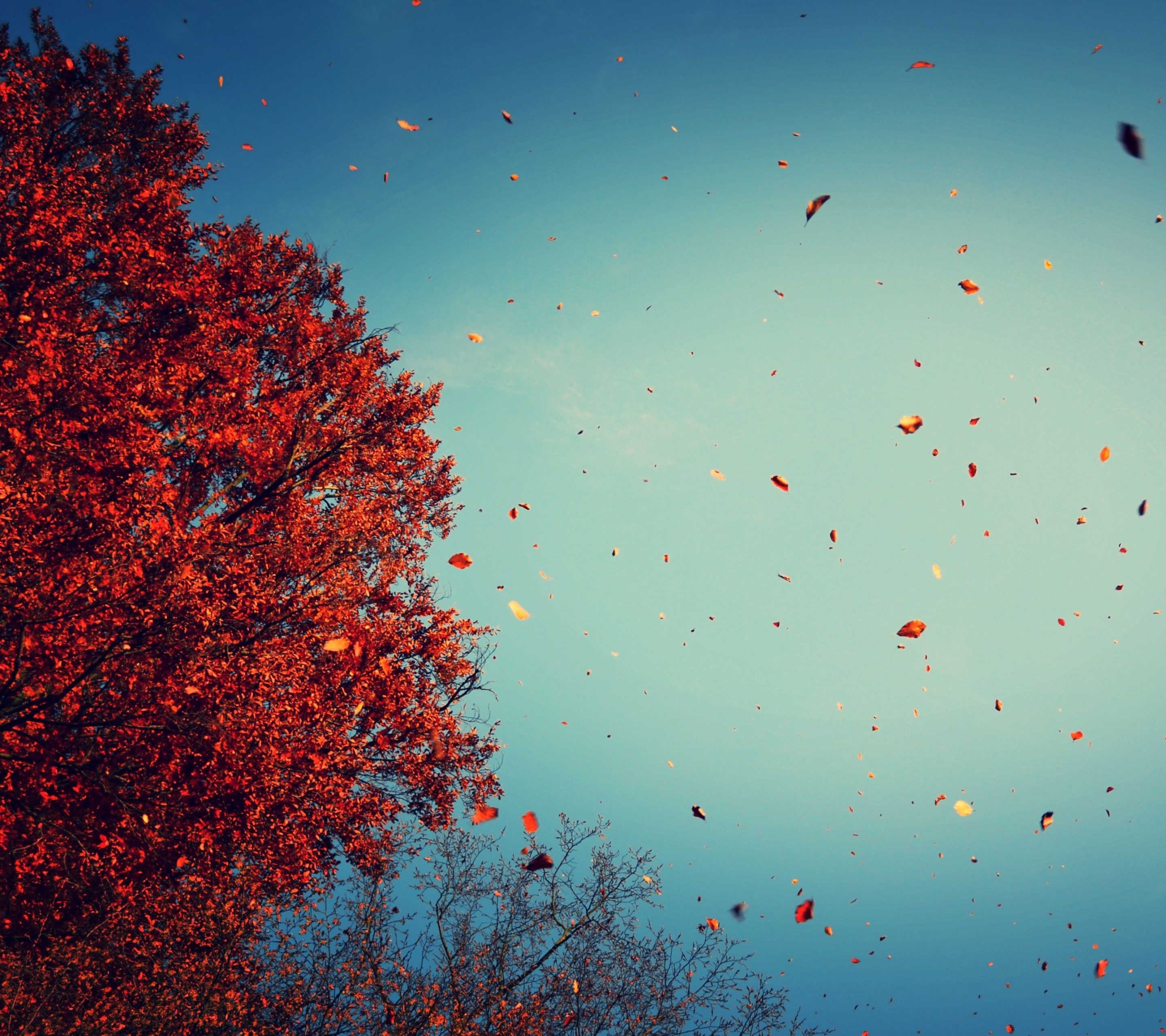 Download mobile wallpaper Sky, Tree, Leaf, Fall, Earth for free.